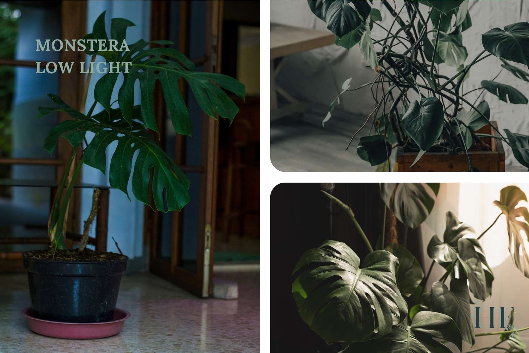 monstera-low-light