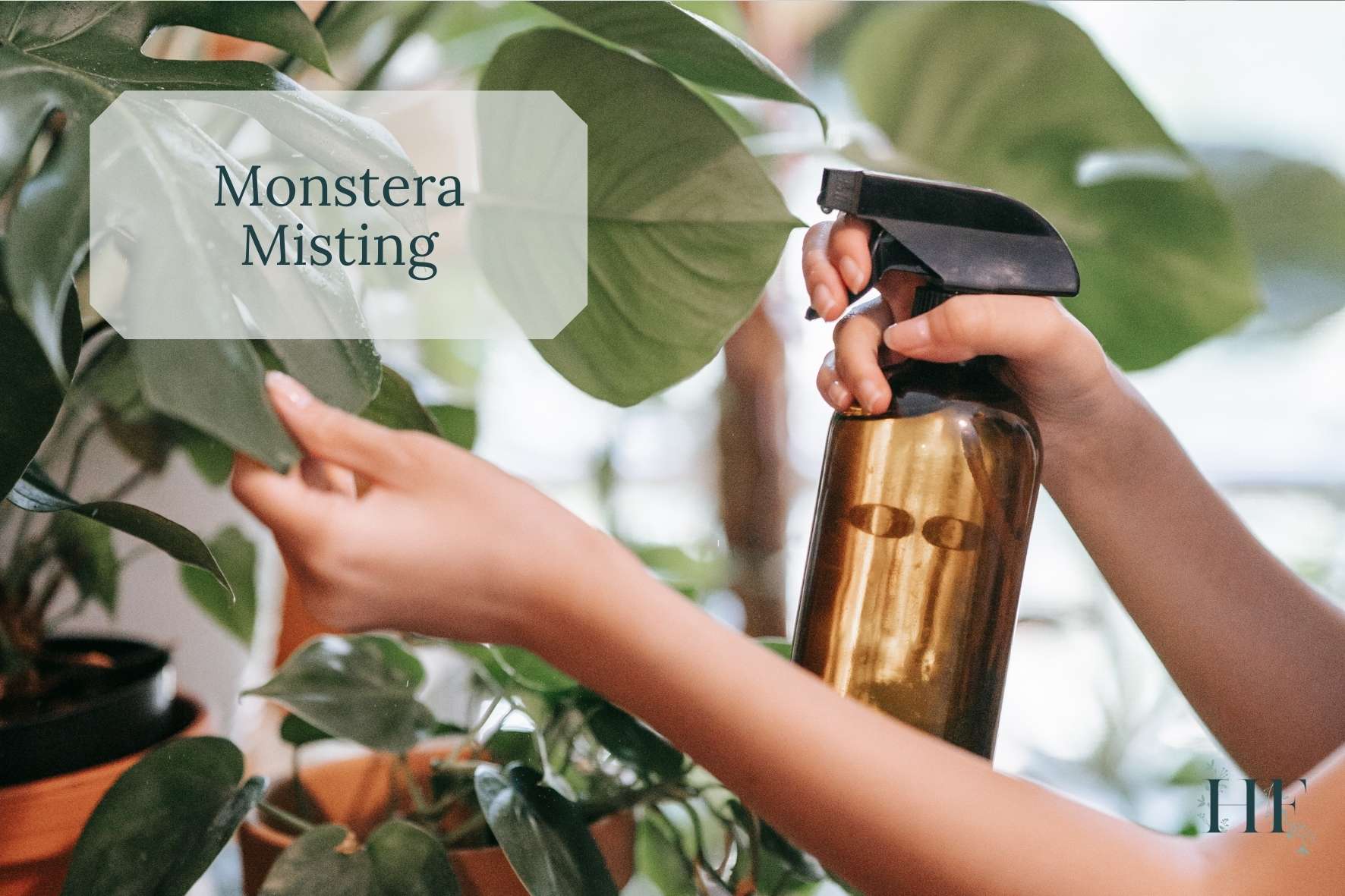 monstera-misting