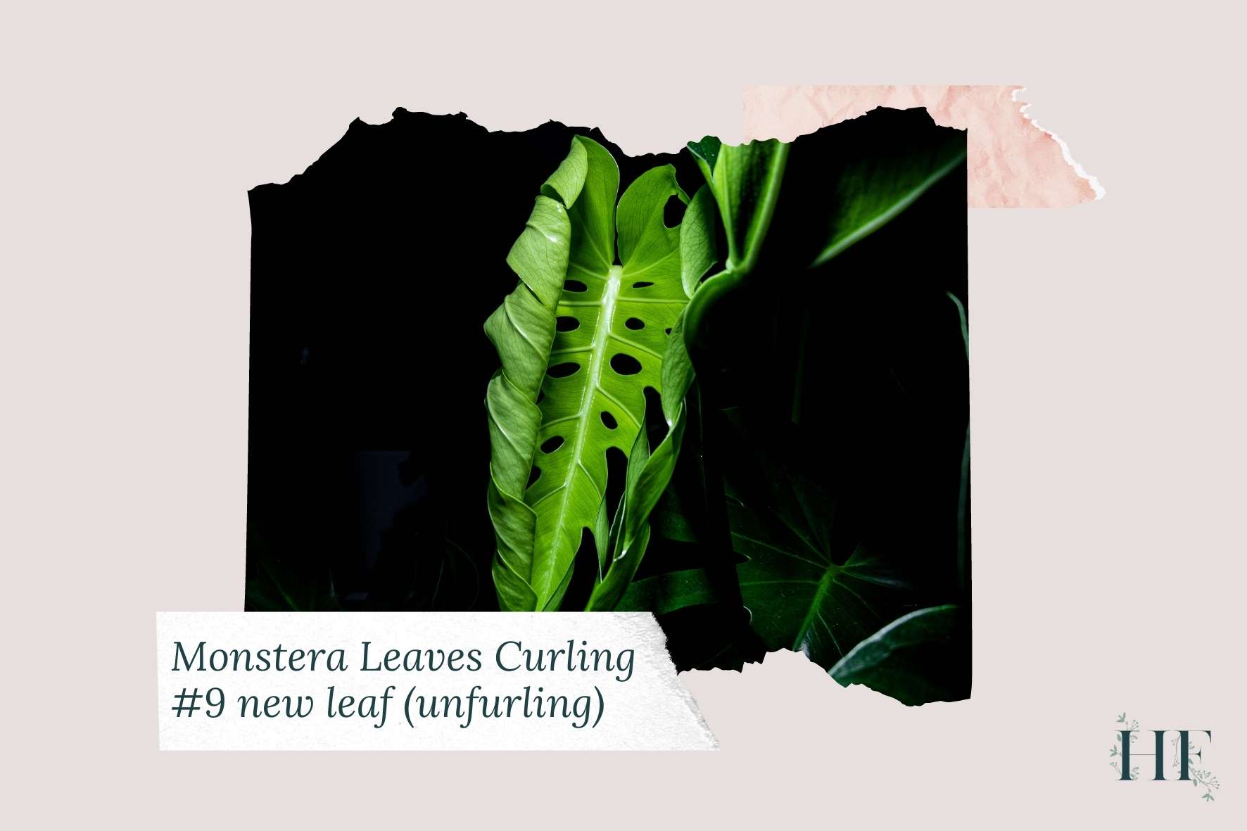 monstera-new-leaf-unfurling-not-uncurling