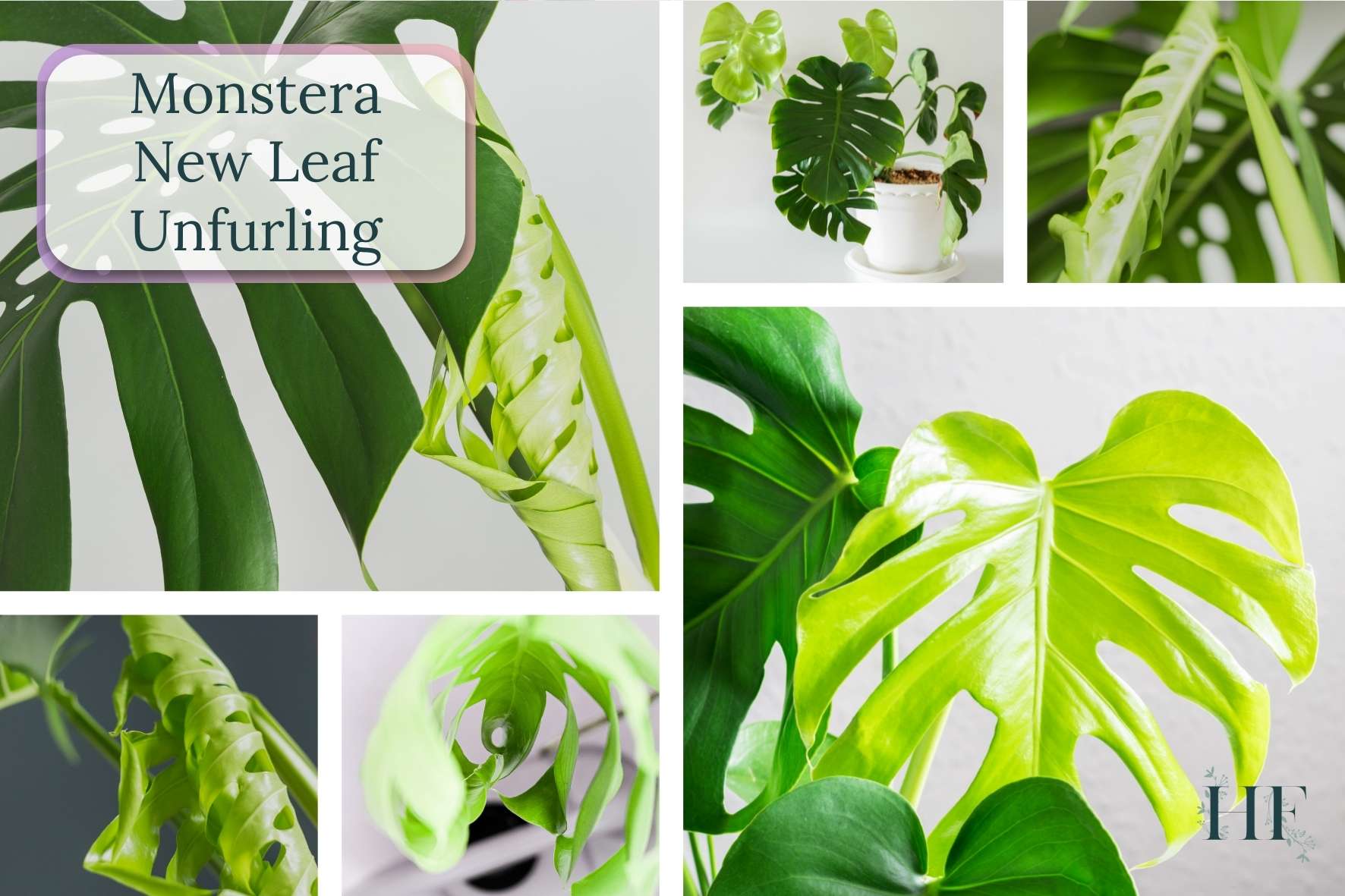 monstera-new-leaf-unfurling