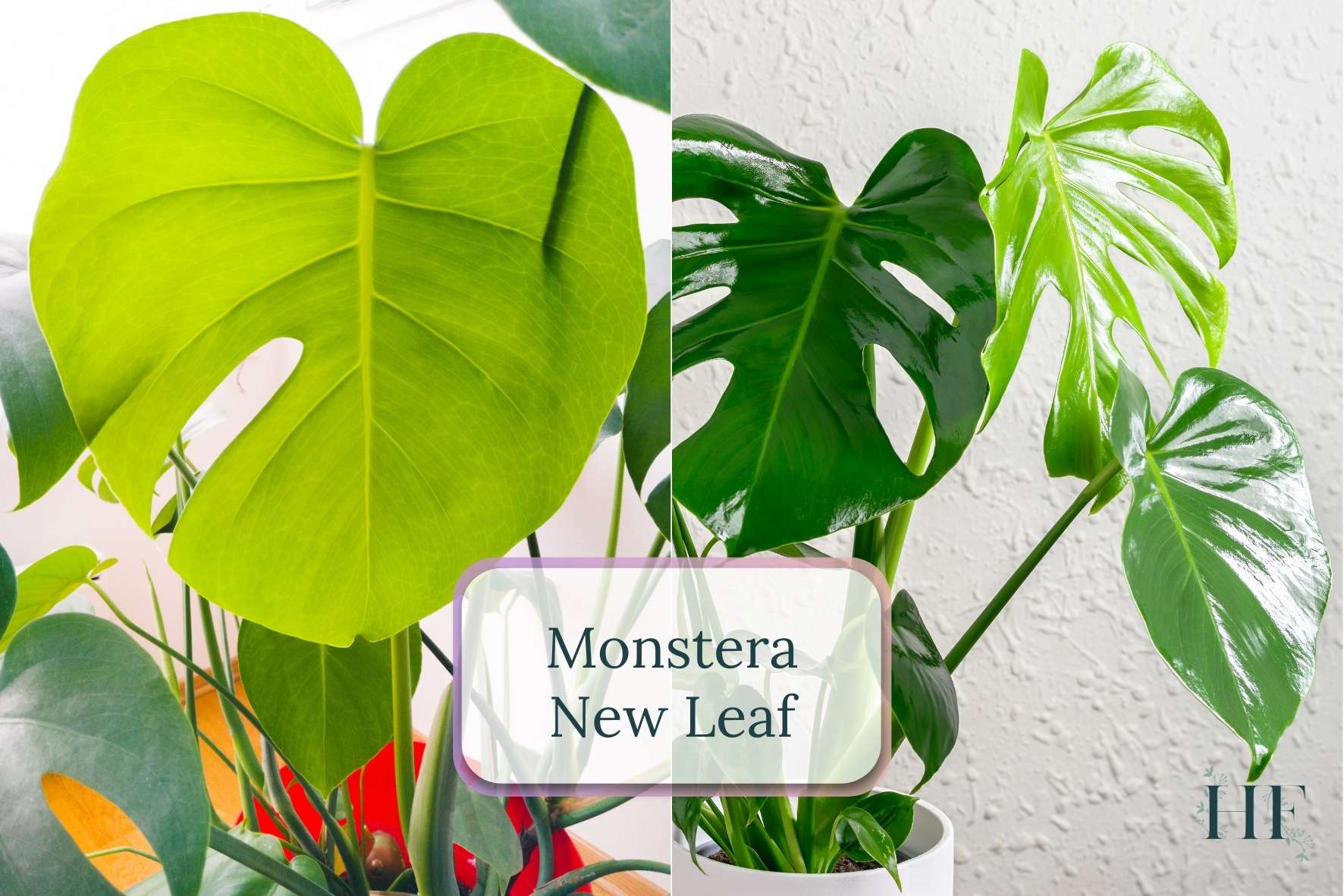 monstera-new-leaf