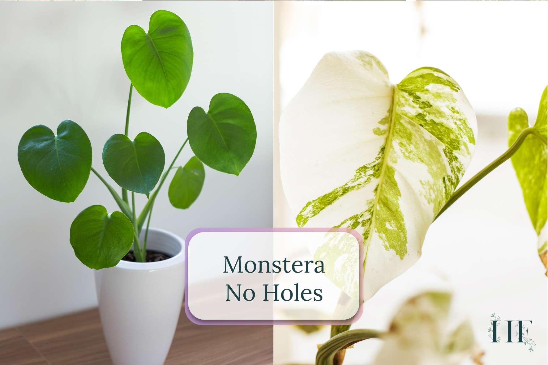 monstera-no-holes