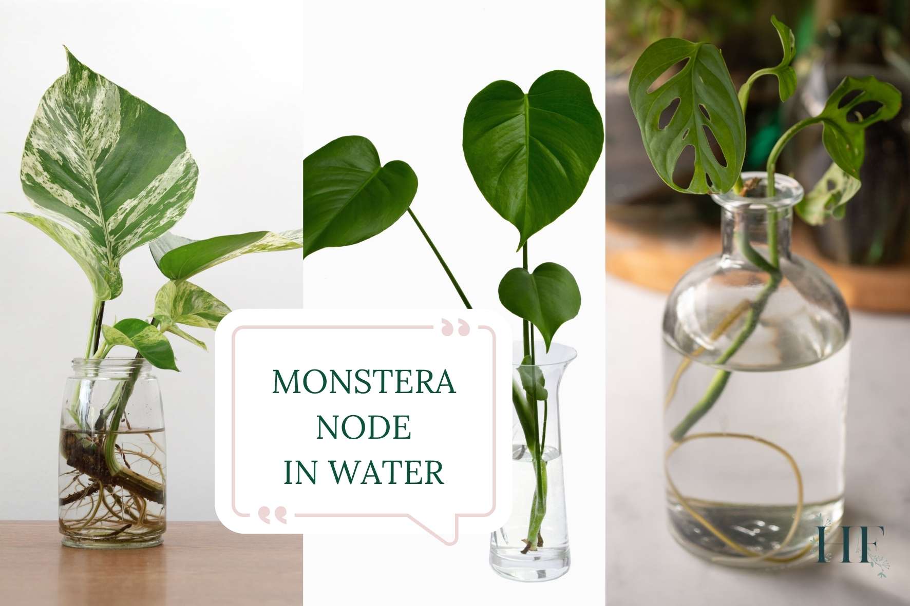 monstera-node-in-water