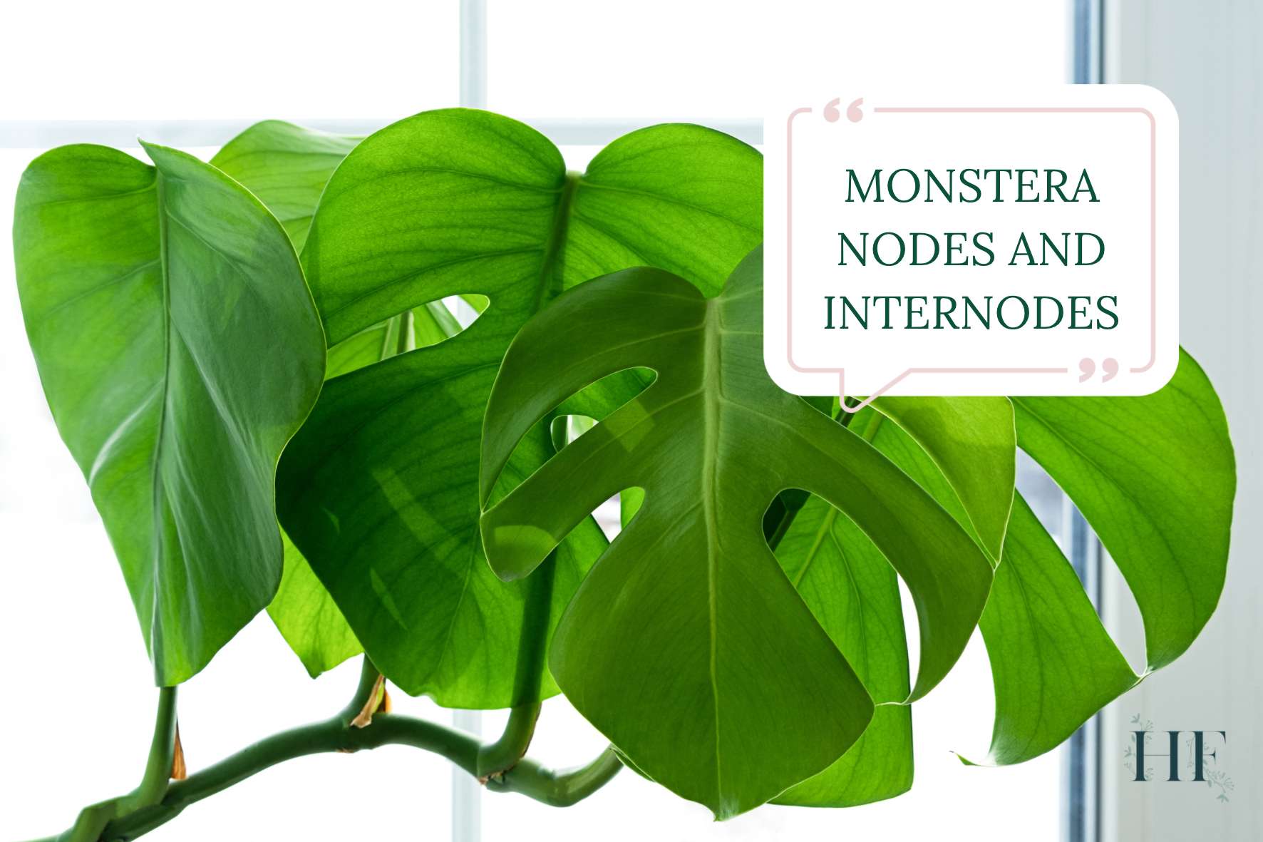 monstera-nodes-and-internodes