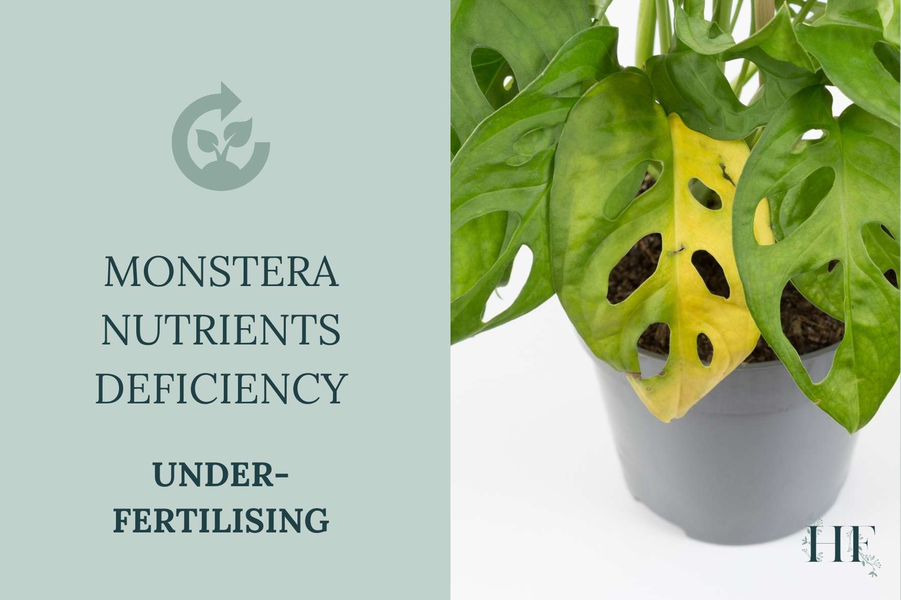 monstera-nutrients-deficiency-under-fertilising