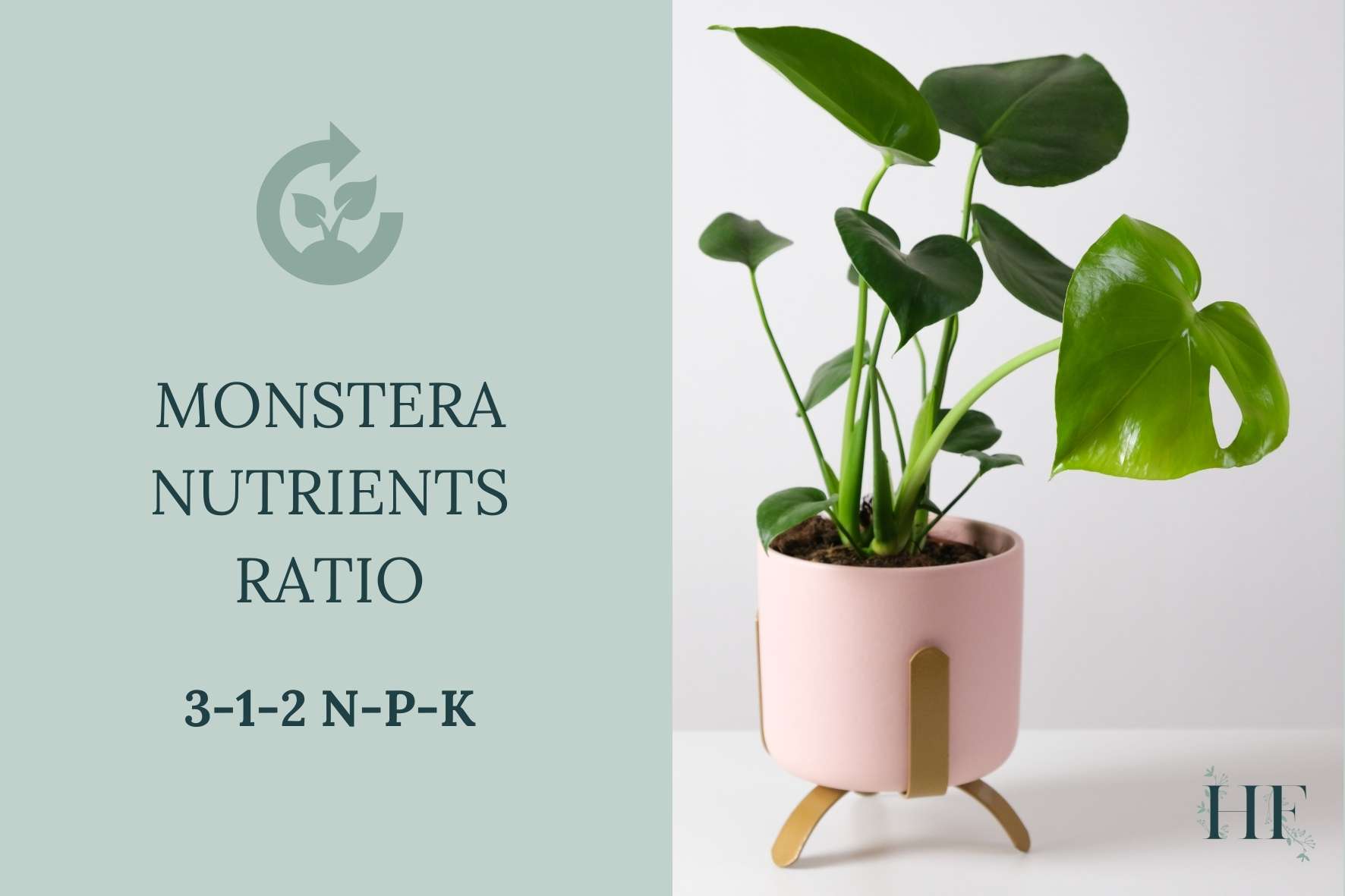 monstera-nutrients-ratio
