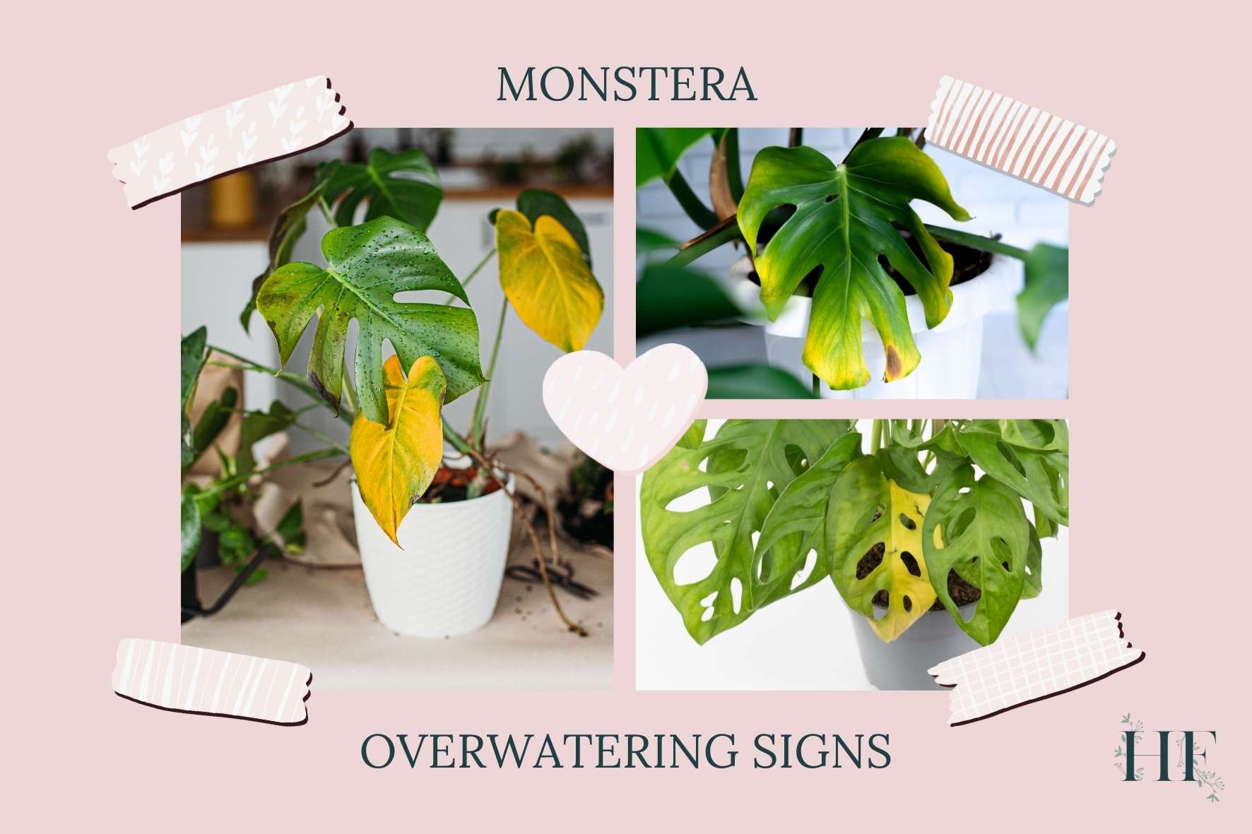 monstera-overwatering-signs