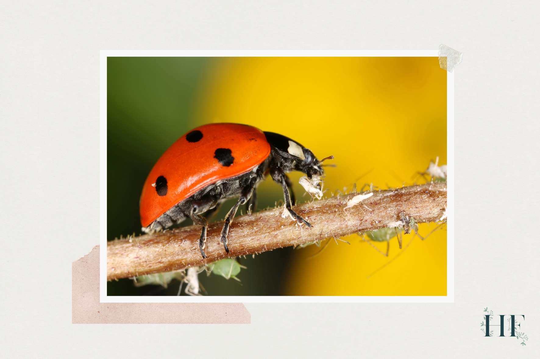 monstera-pests-treatment-biological-control-ladybugs