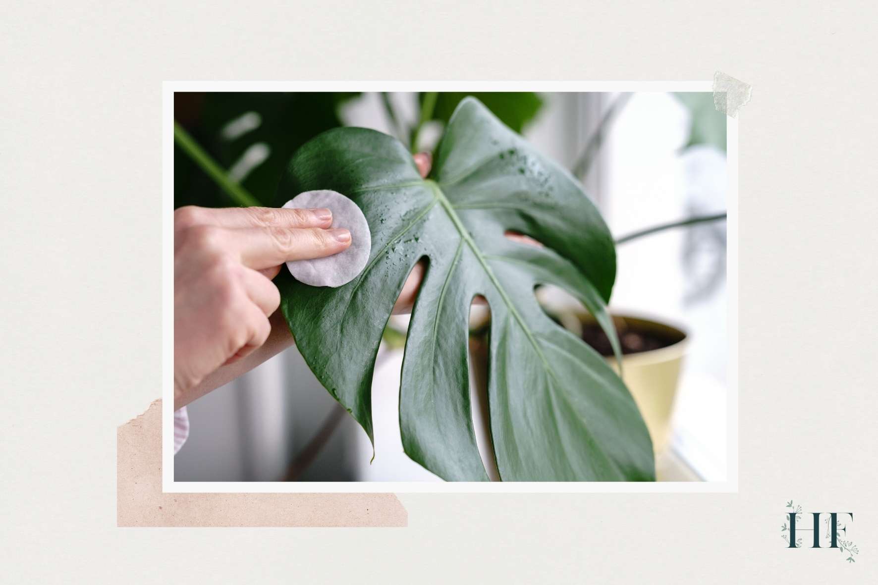 monstera-pests-treatment-physical-removal