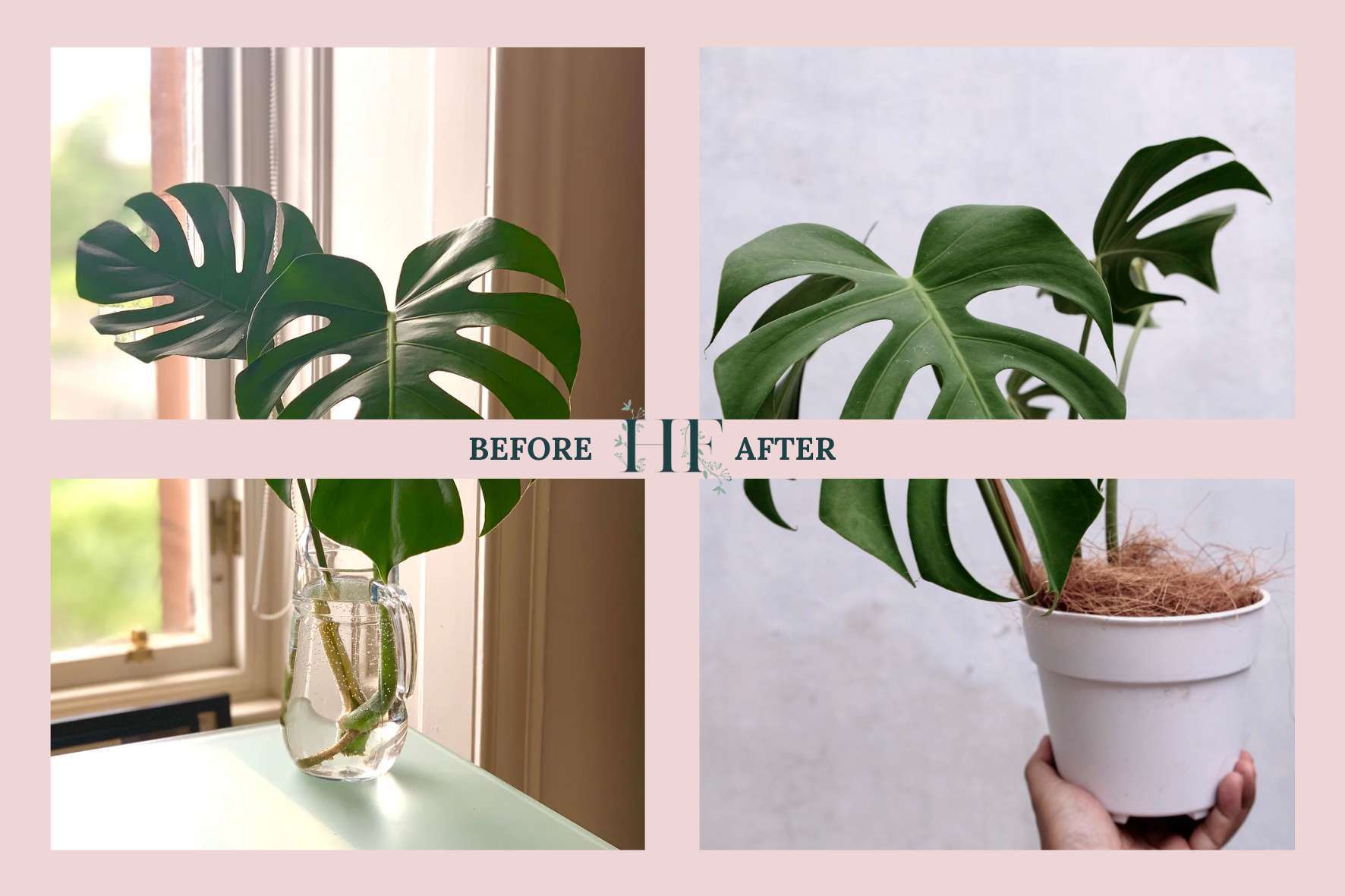 monstera-propagation-before-and-after