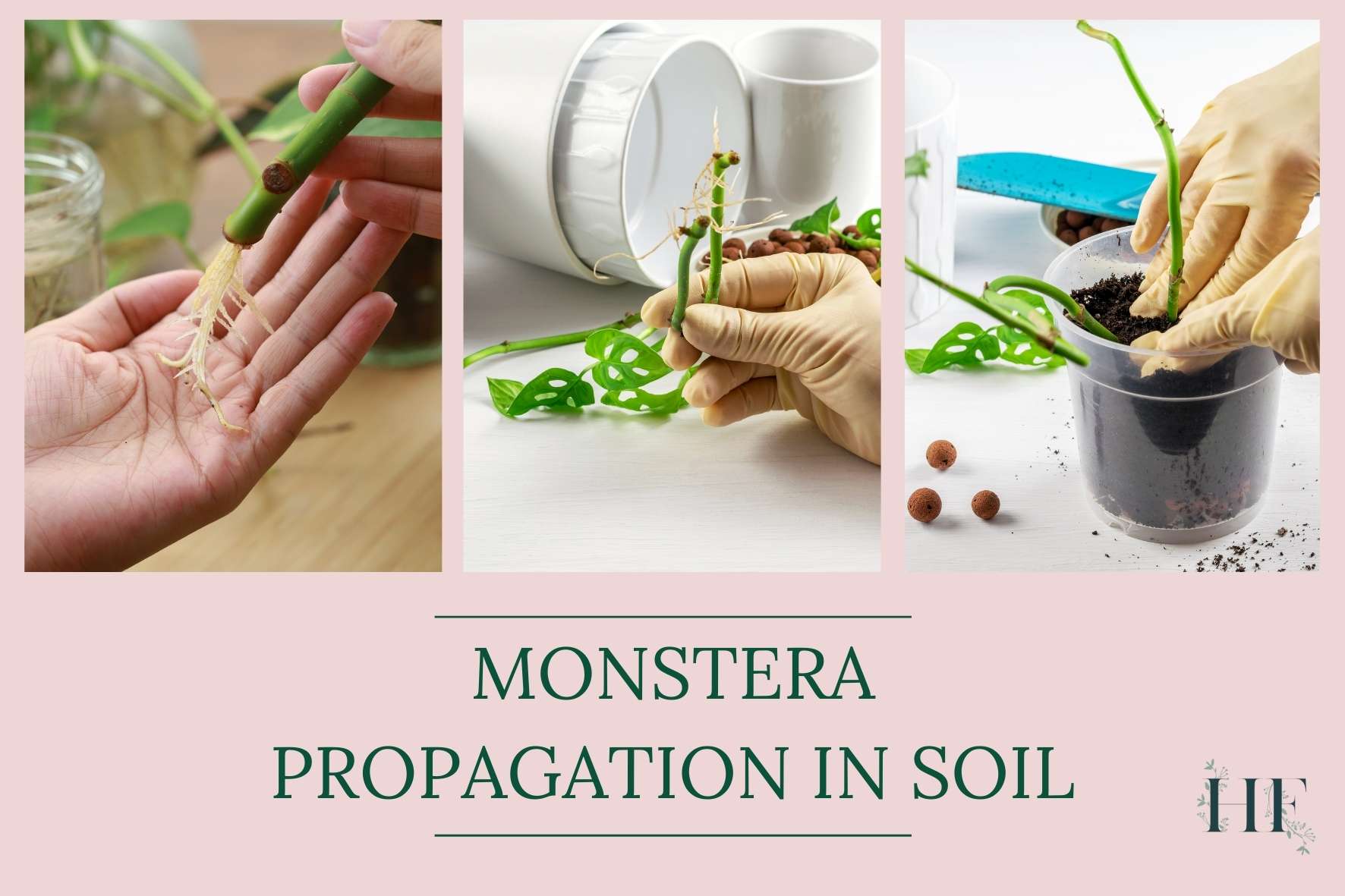 monstera-propagation-in-soil