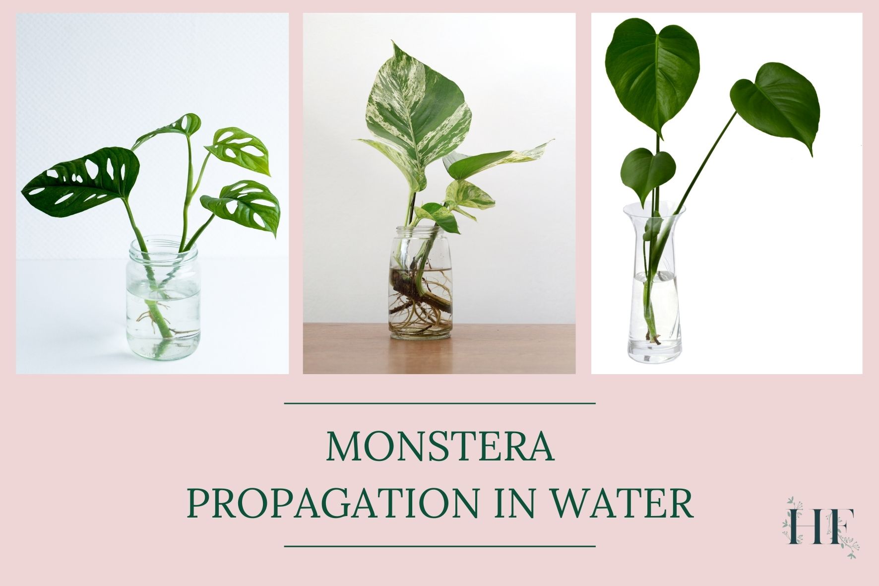 monstera-propagation-in-water