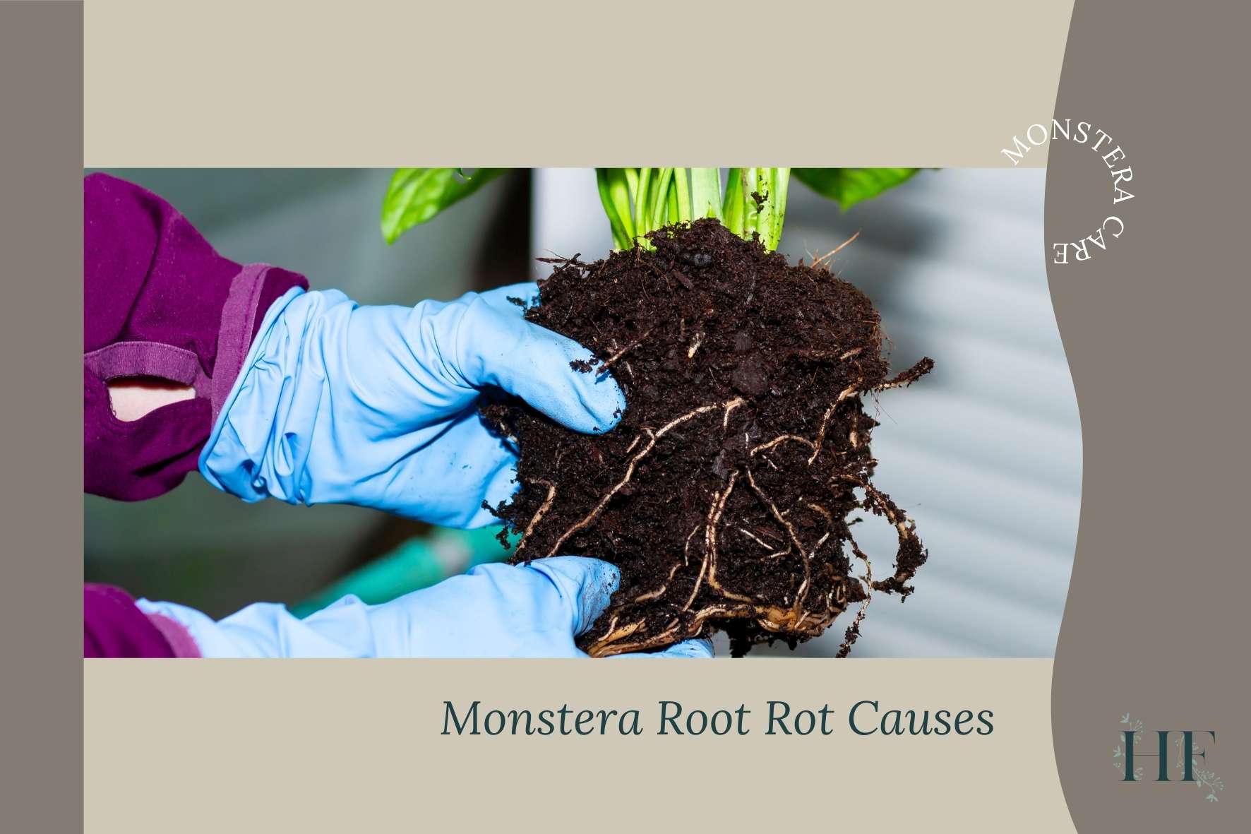 monstera-root-rot-causes