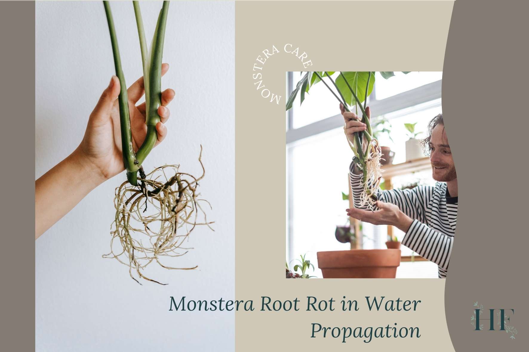 monstera-root-rot-in-water-propagation