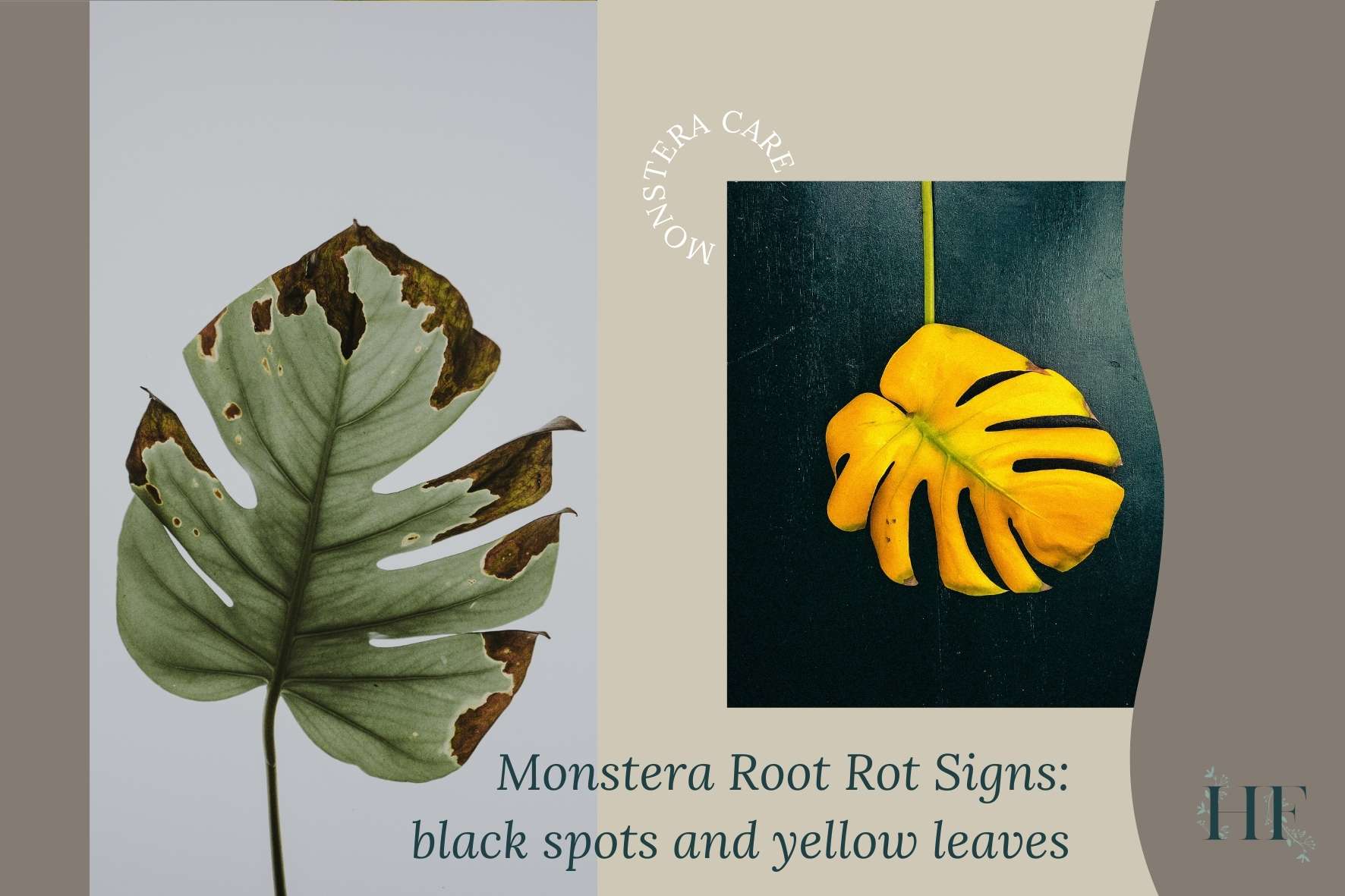 monstera-root-rot-signs-black-spots-and-yellow-leaves