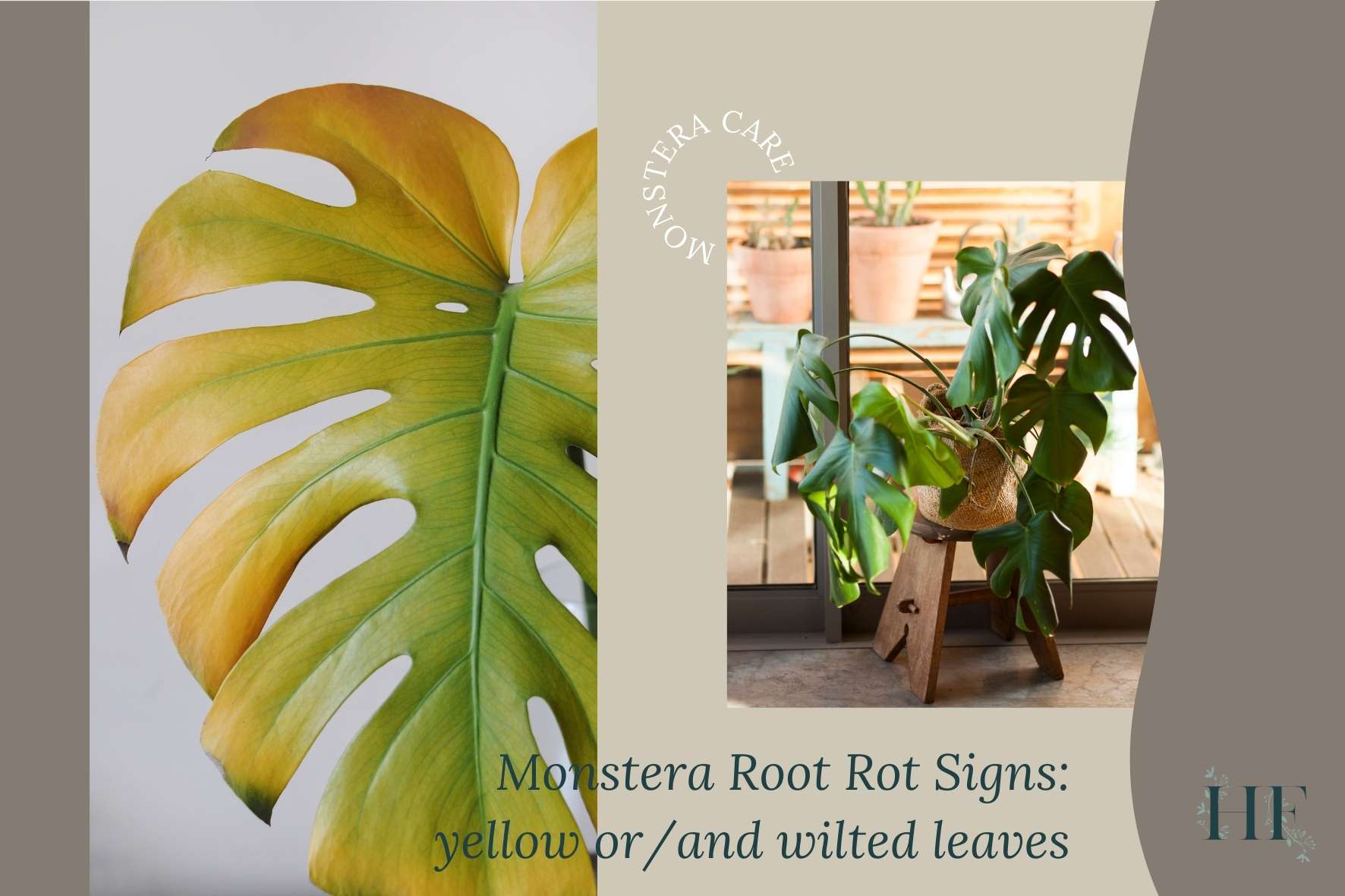 monstera-root-rot-signs-yellow-and-wilted-leaves