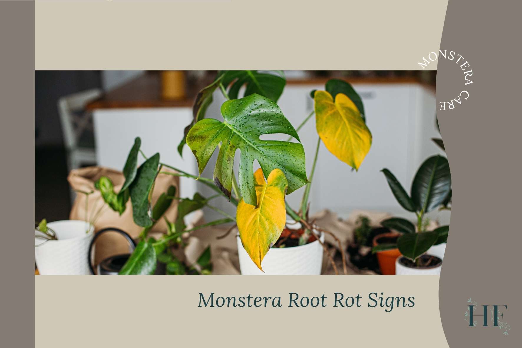 monstera-root-rot-signs