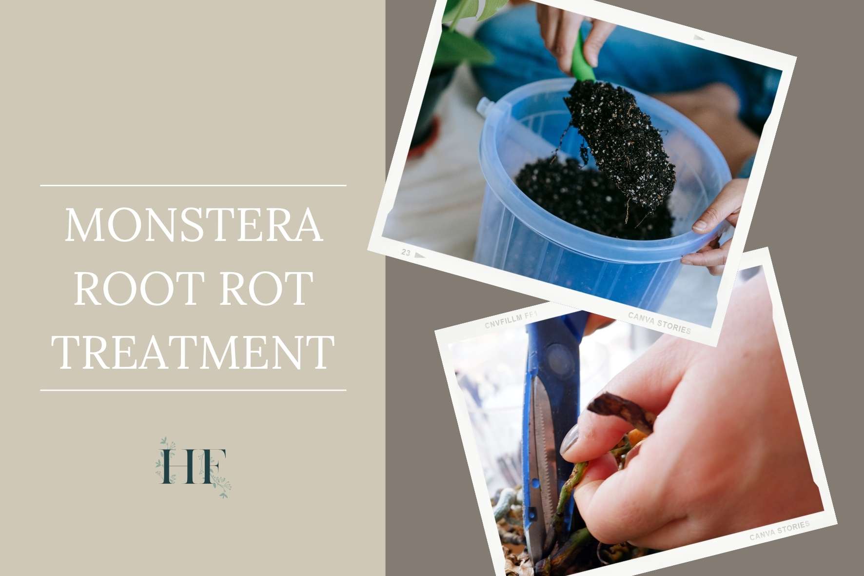 monstera-root-rot-treatment