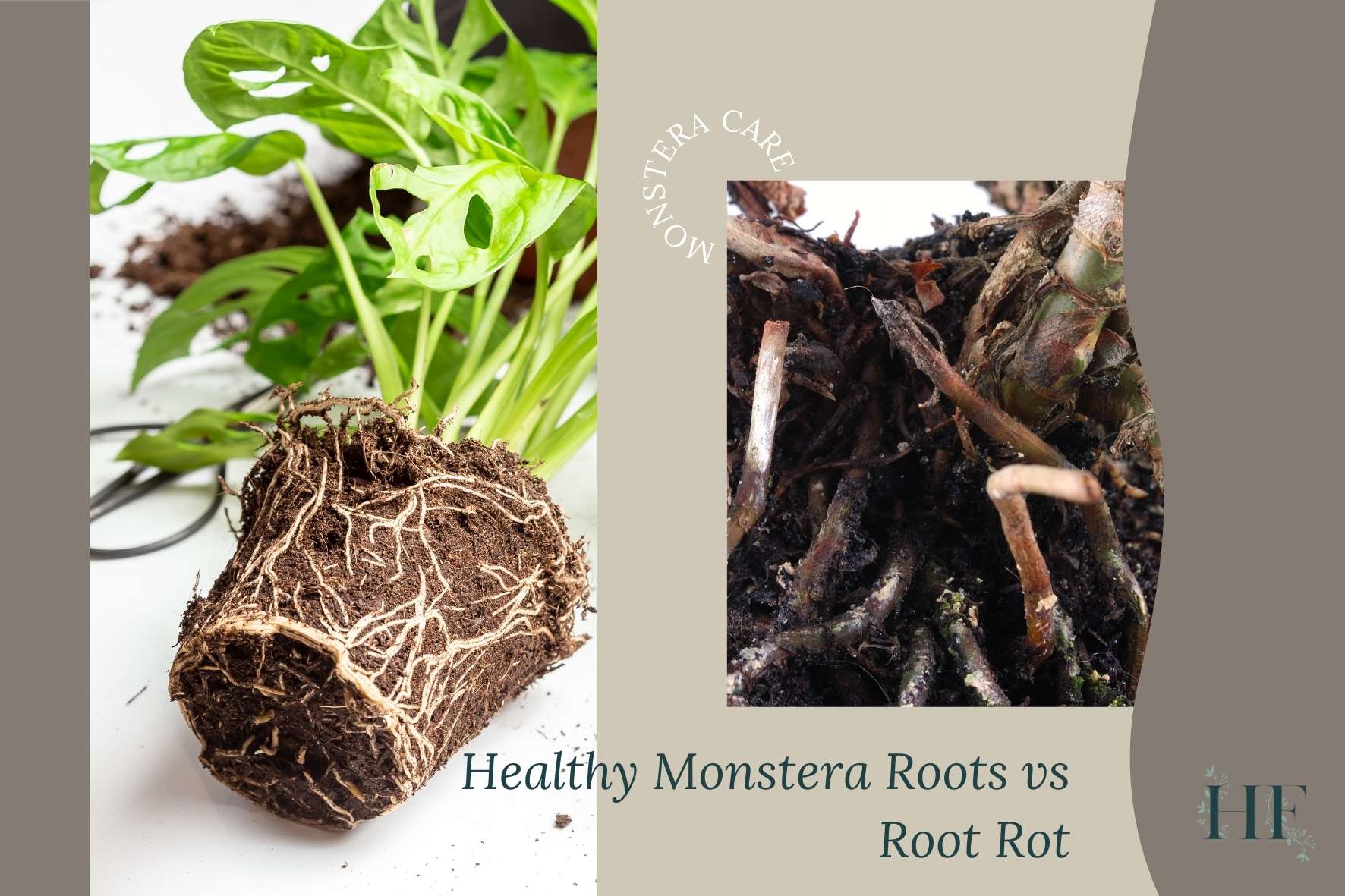 monstera-root-rot-vs-healthy-roots