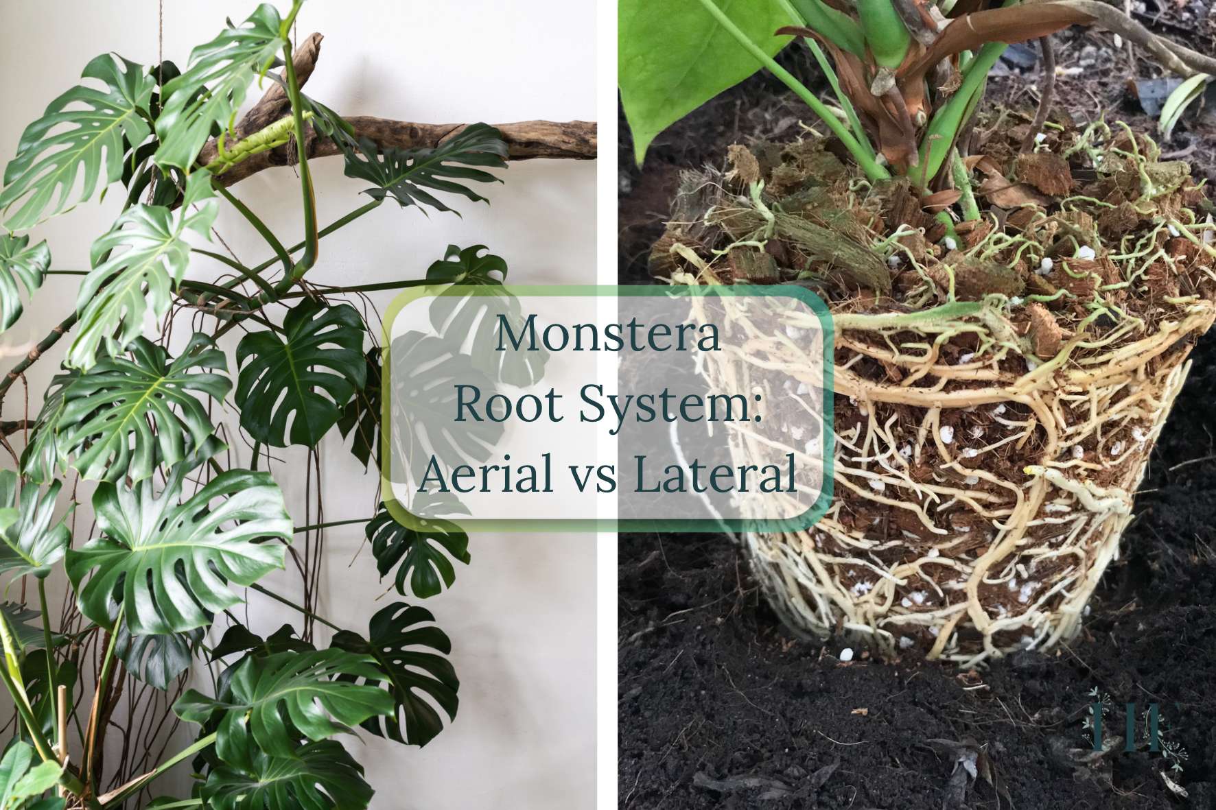 monstera-root-system-aerial-vs-lateral