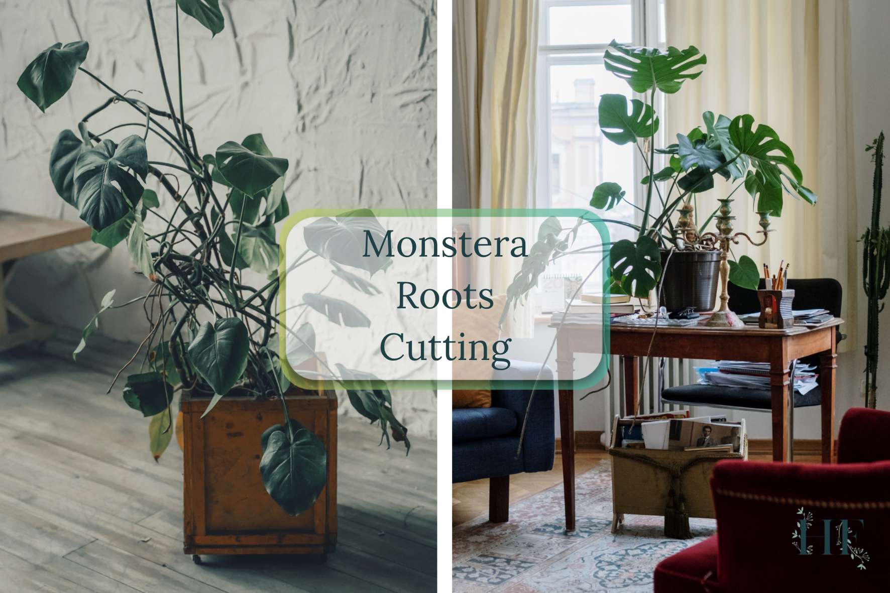 monstera-roots-cutting