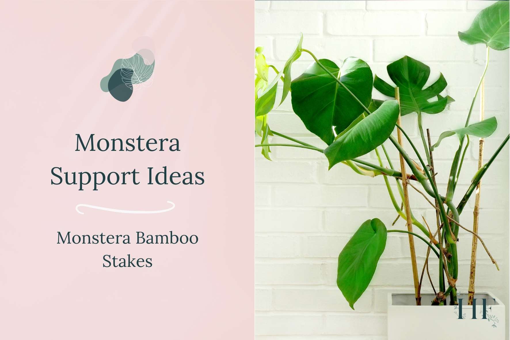 monstera-support-ideas-monstera-bamboo-stakes