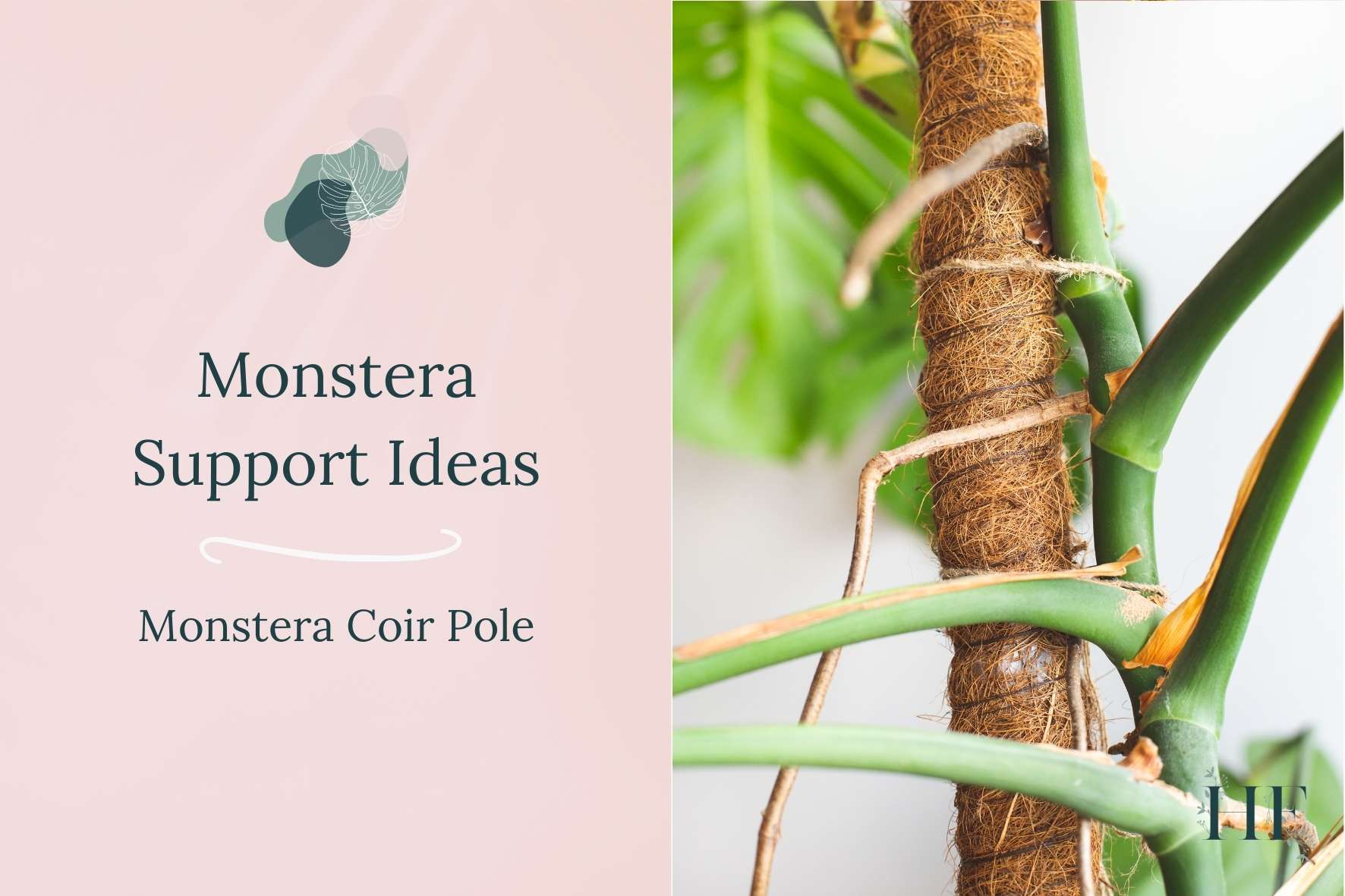 monstera-support-ideas-monstera-coir-pole