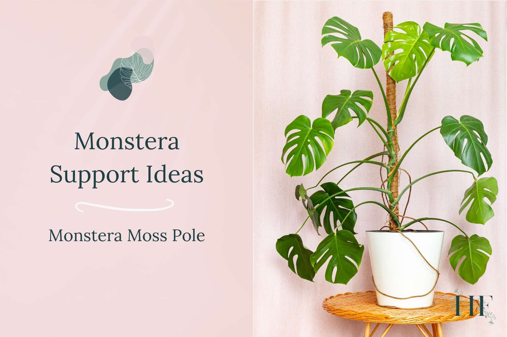 monstera-support-ideas-monstera-moss-pole