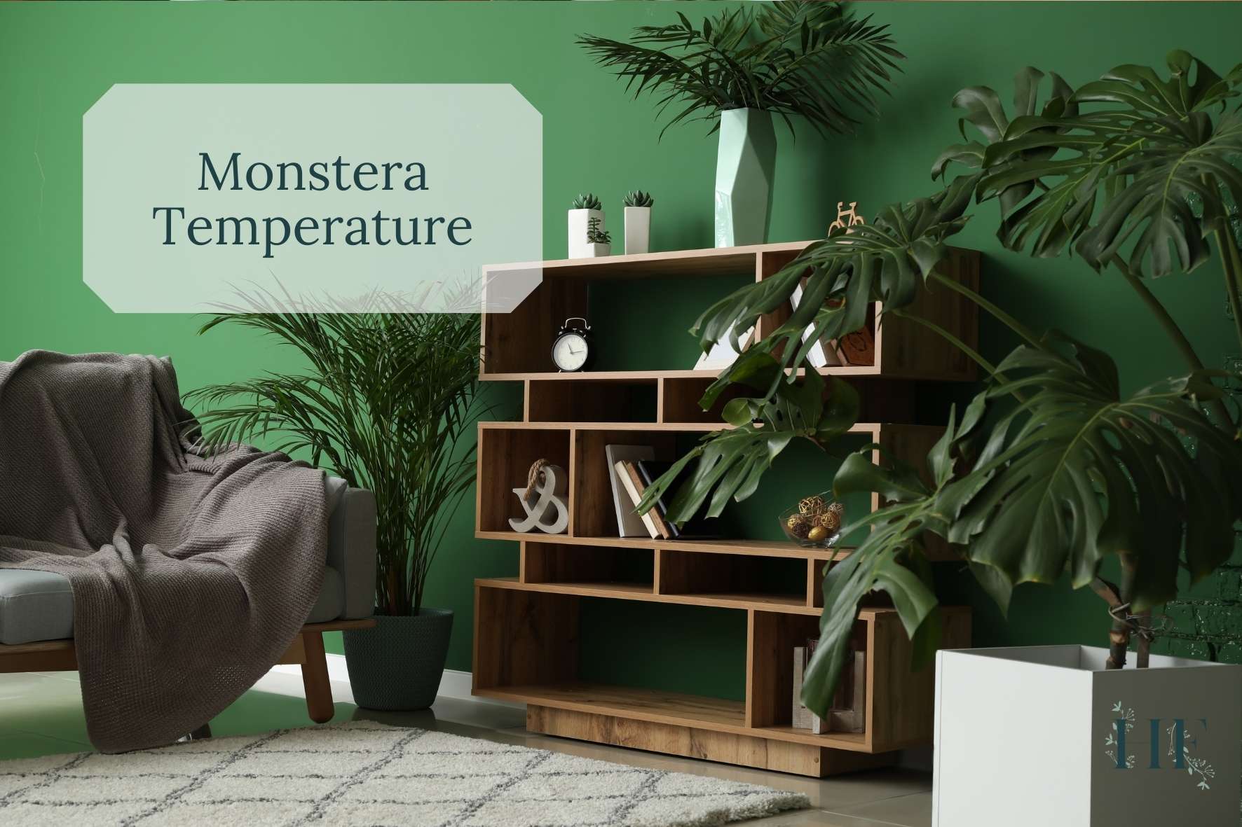 Monstera Humidity & Temperature Needs - 7 Tips to Get It Right