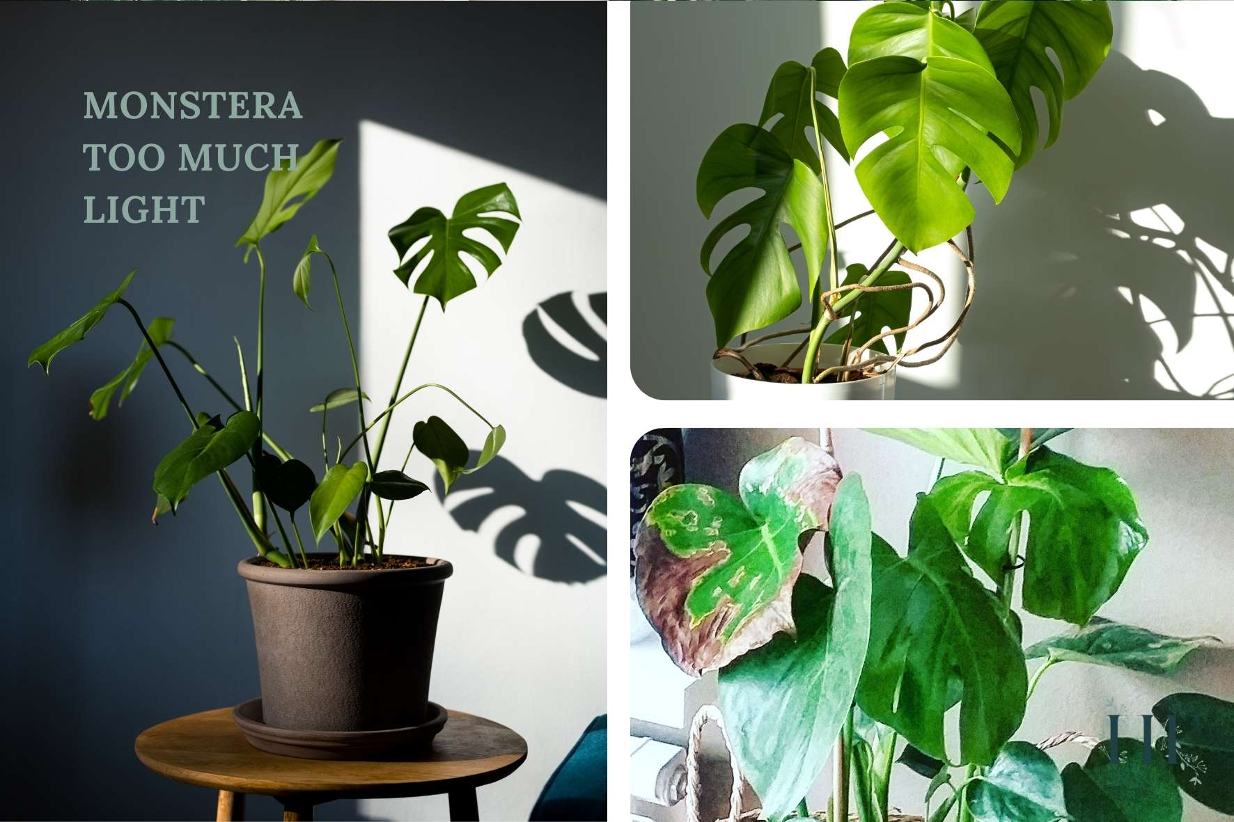 Light Requirements For Monstera