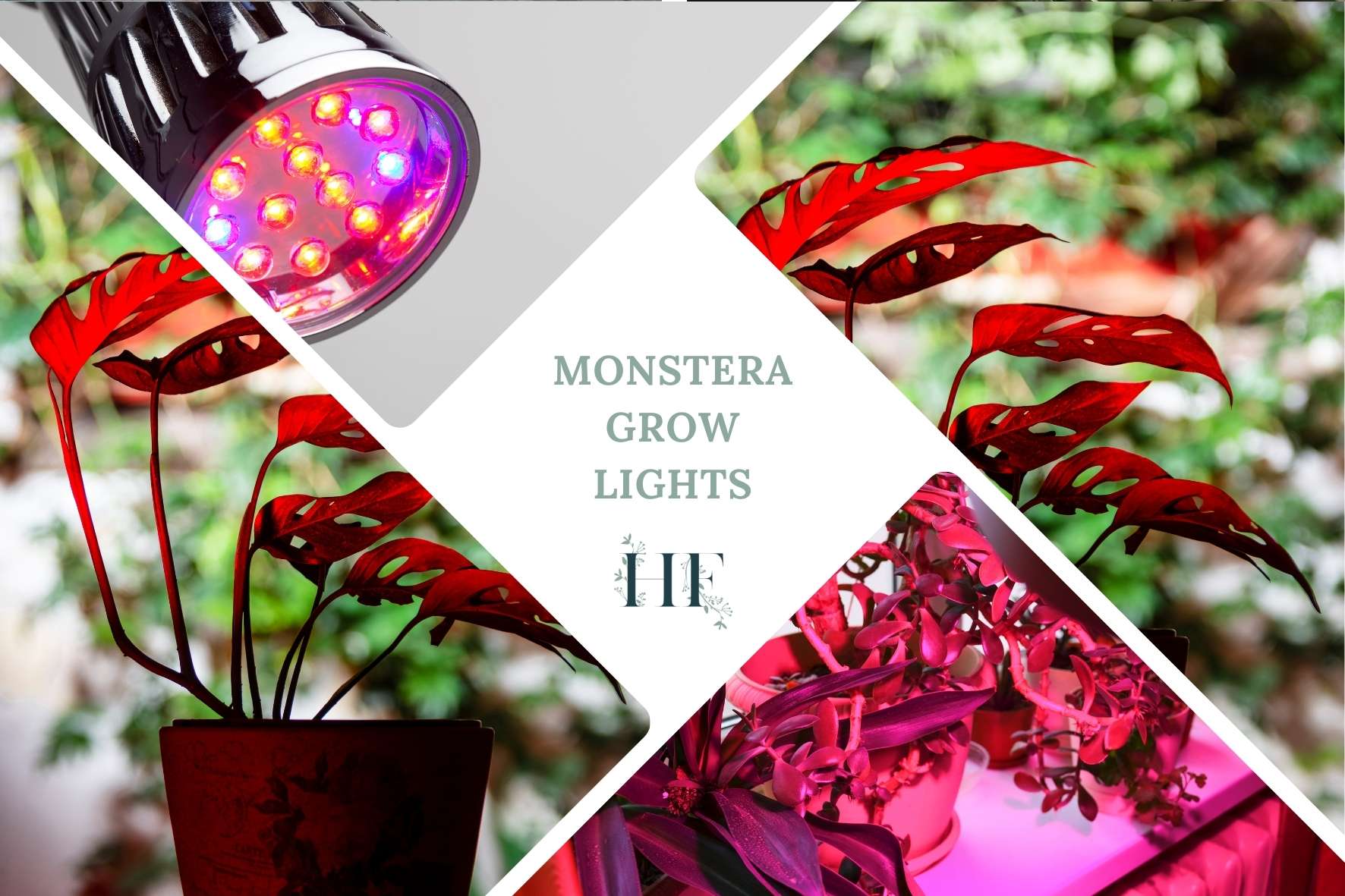 Light Requirements For Monstera