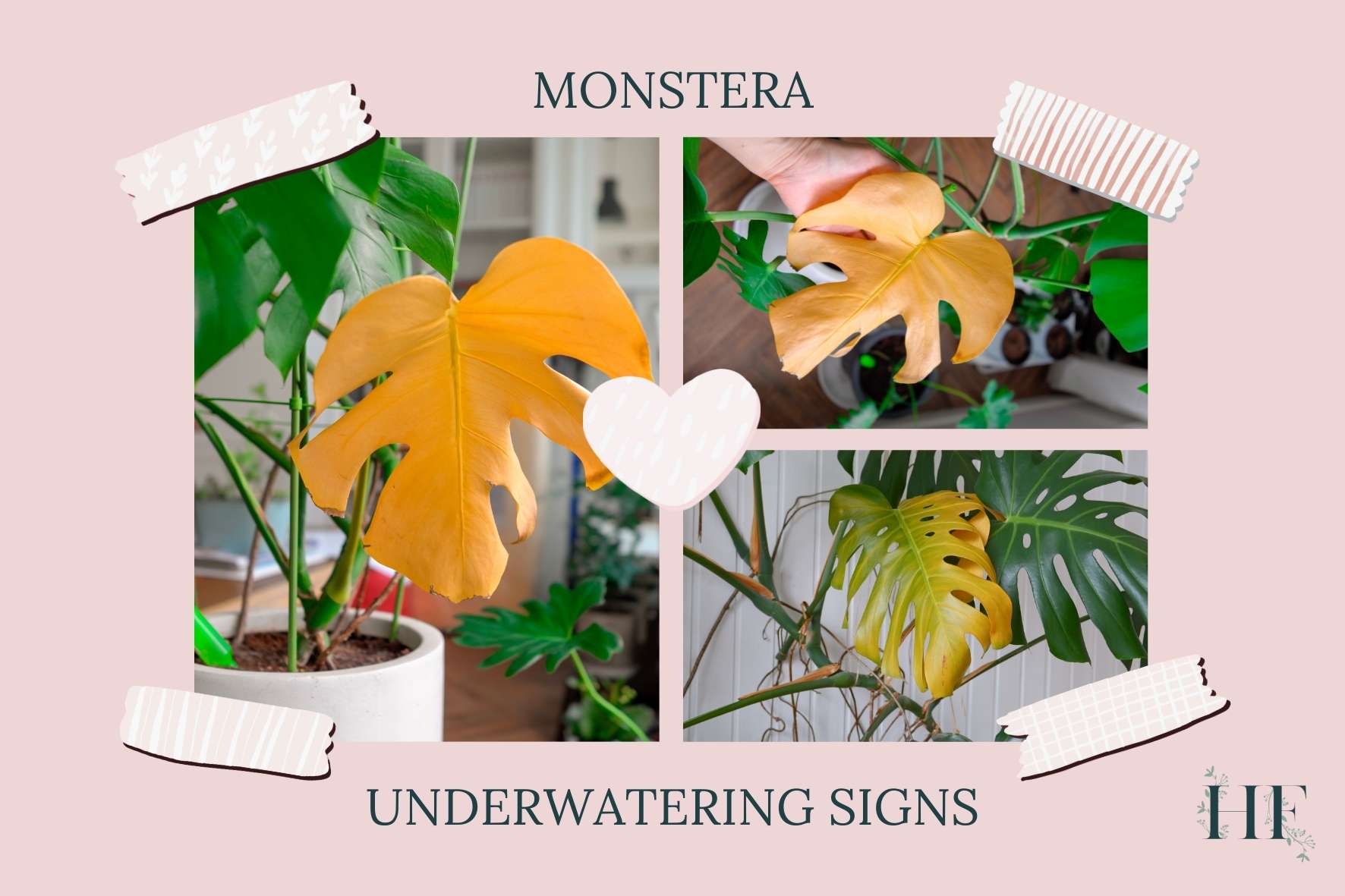 monstera-underwatering-signs