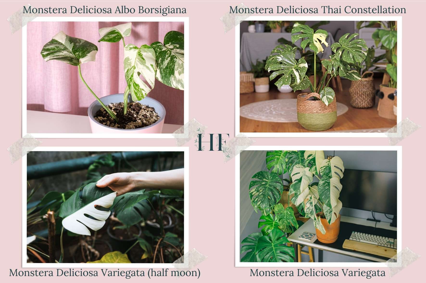monstera-variegata-cultivar-facts