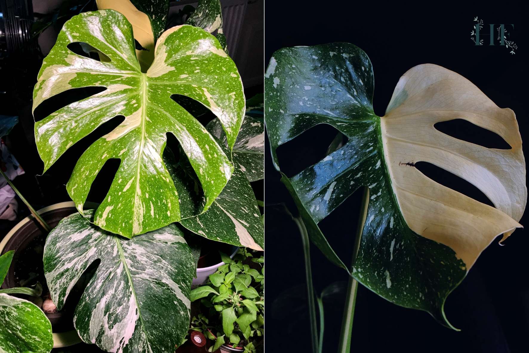 monstera-variegation-causes