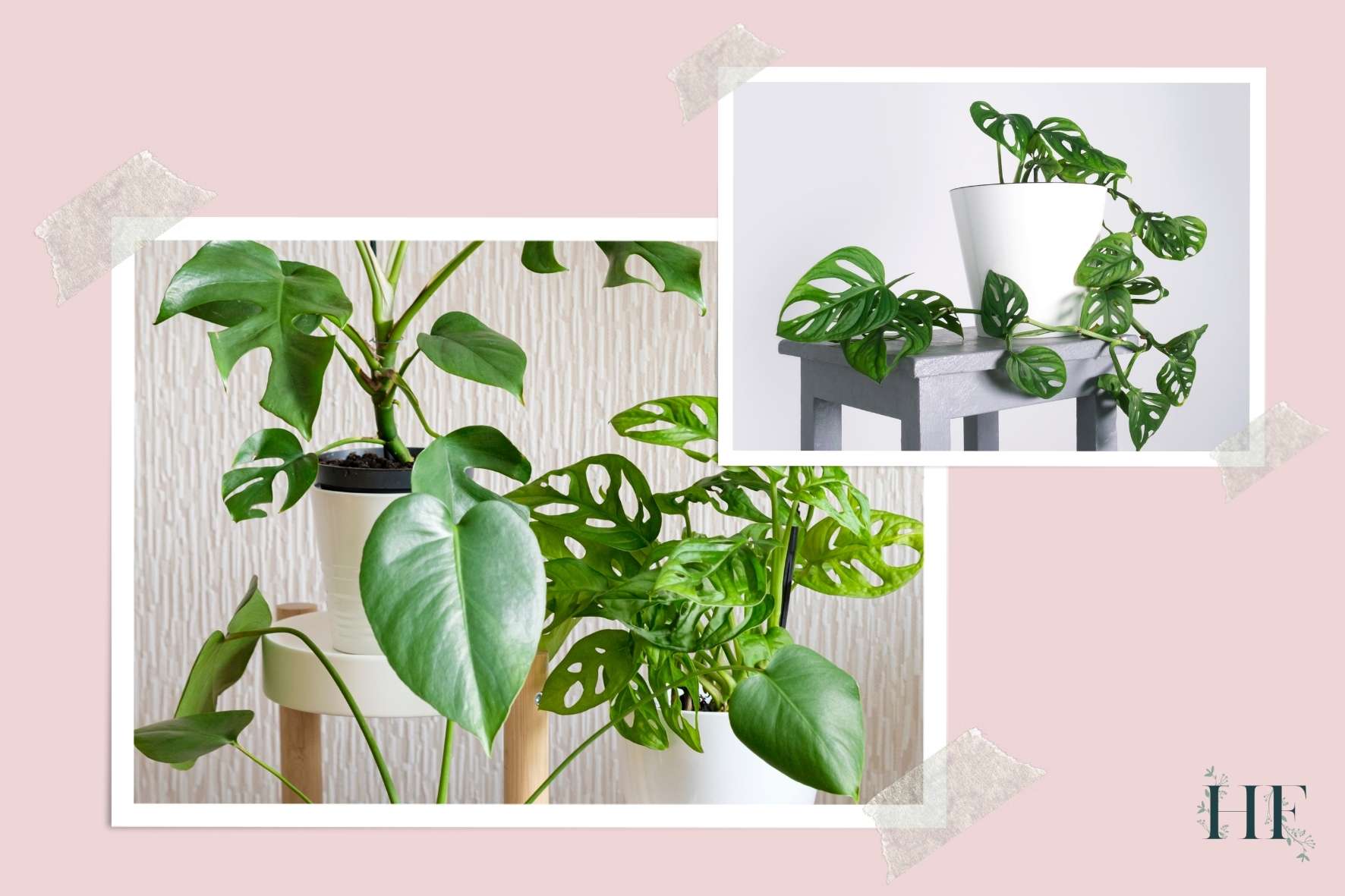 monstera-varieties-facts