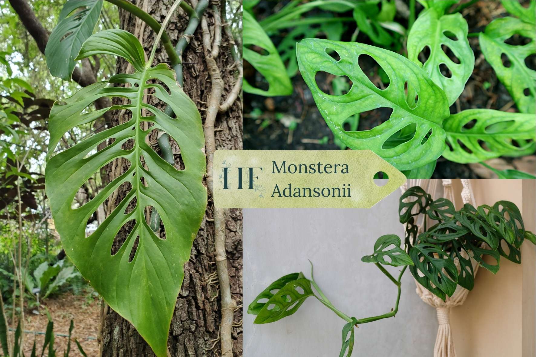 monstera-varieties-monstera-adansonii