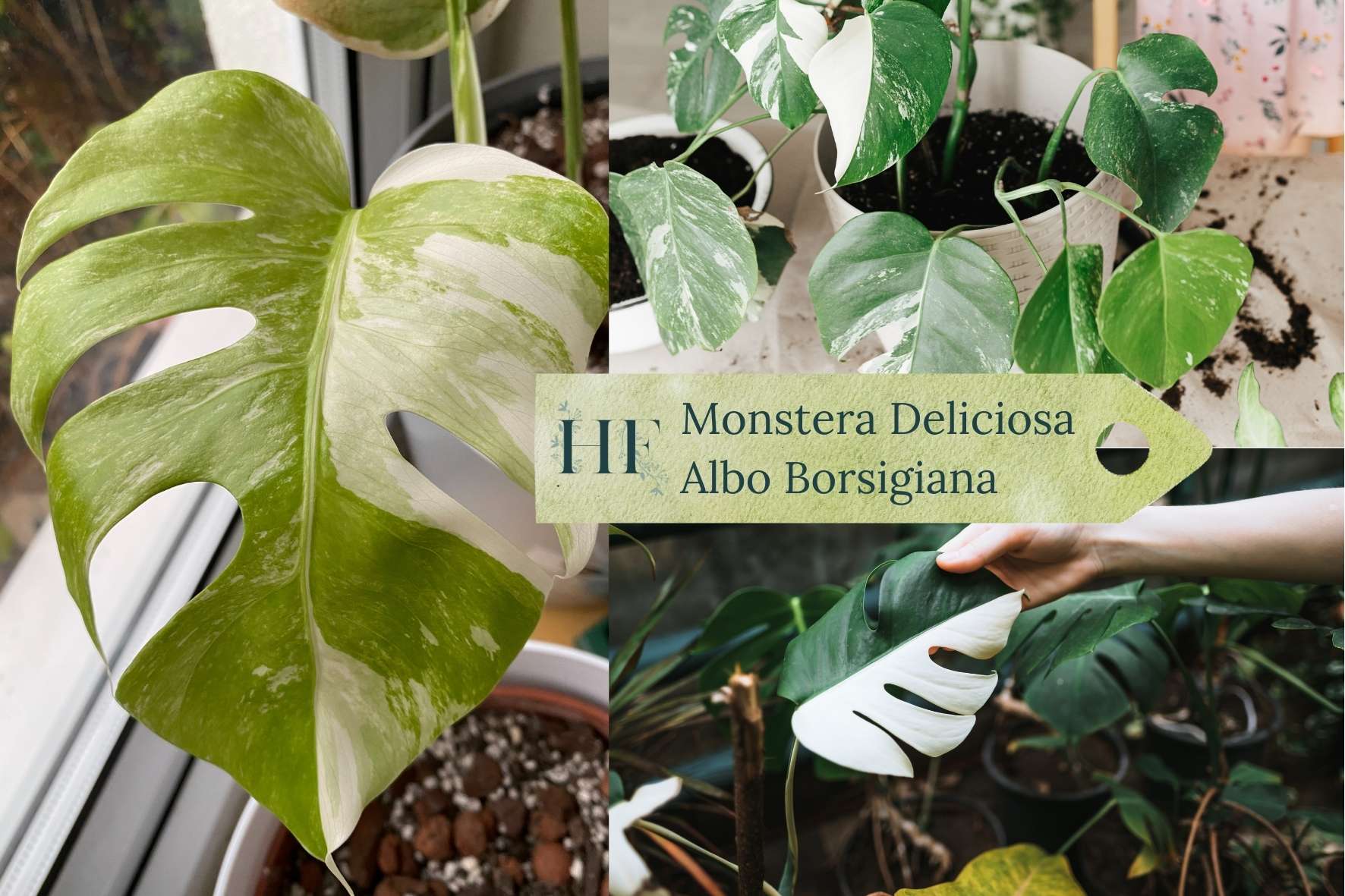 monstera-varieties-monstera-deliciosa-albo-borsigiana