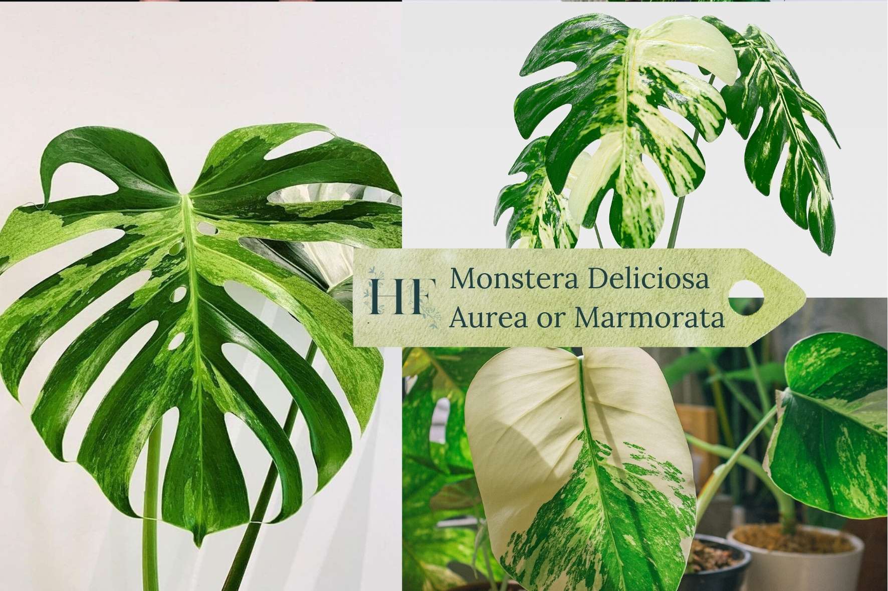 monstera-varieties-monstera-deliciosa-aurea-marmorata