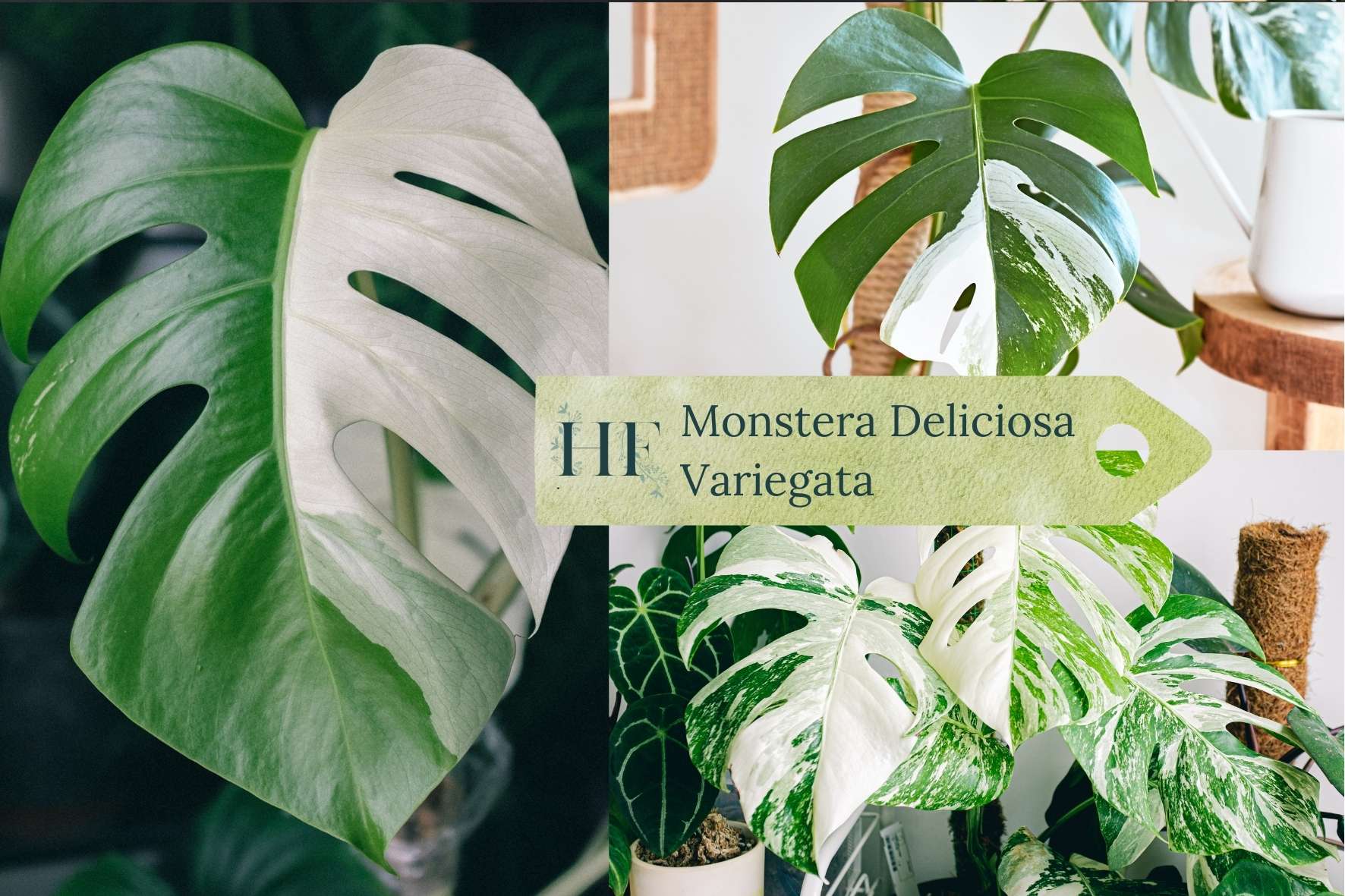monstera-varieties-monstera-deliciosa-variegata