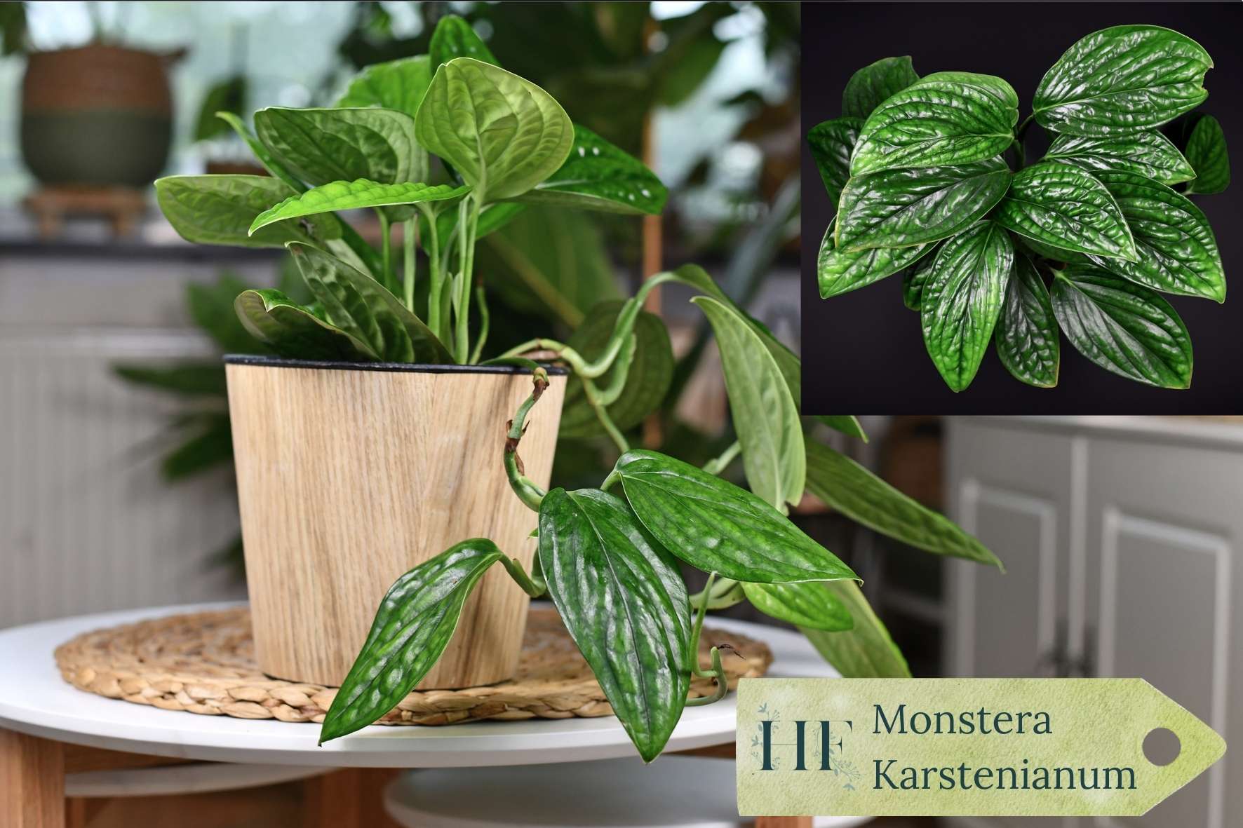 monstera-varieties-monstera-karstenianum