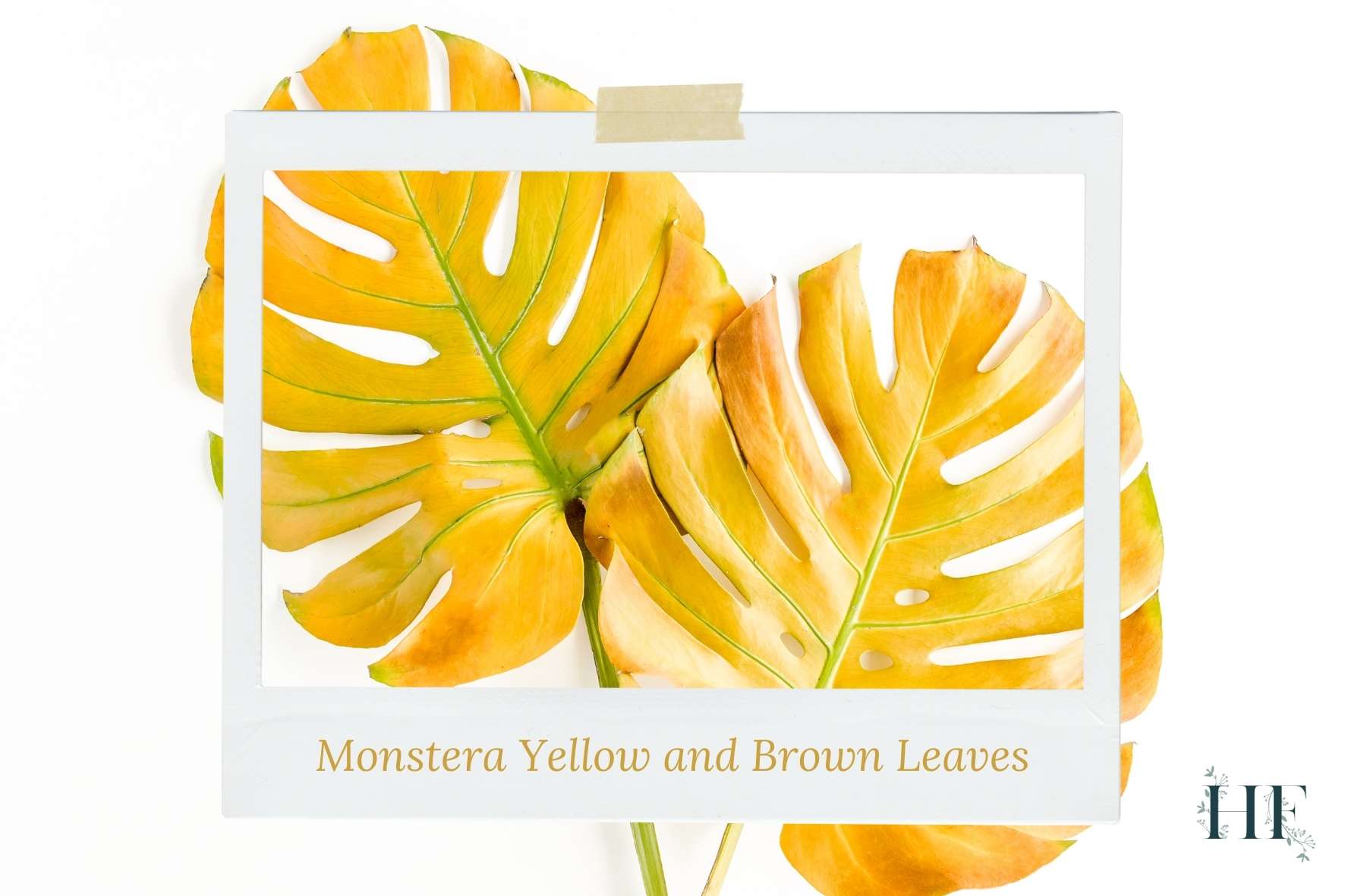 monstera-yellow-and-brown-leaves