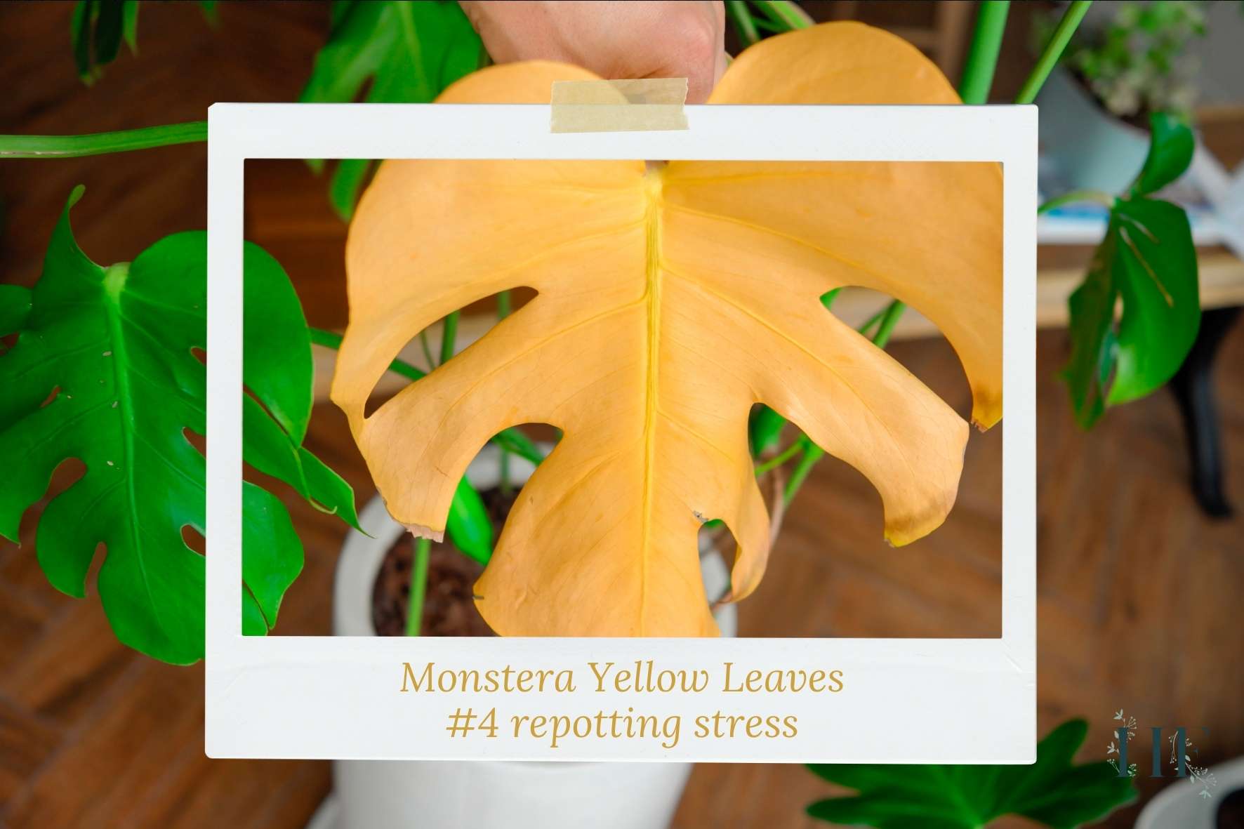 monstera-yellow-leaves-after-repotting