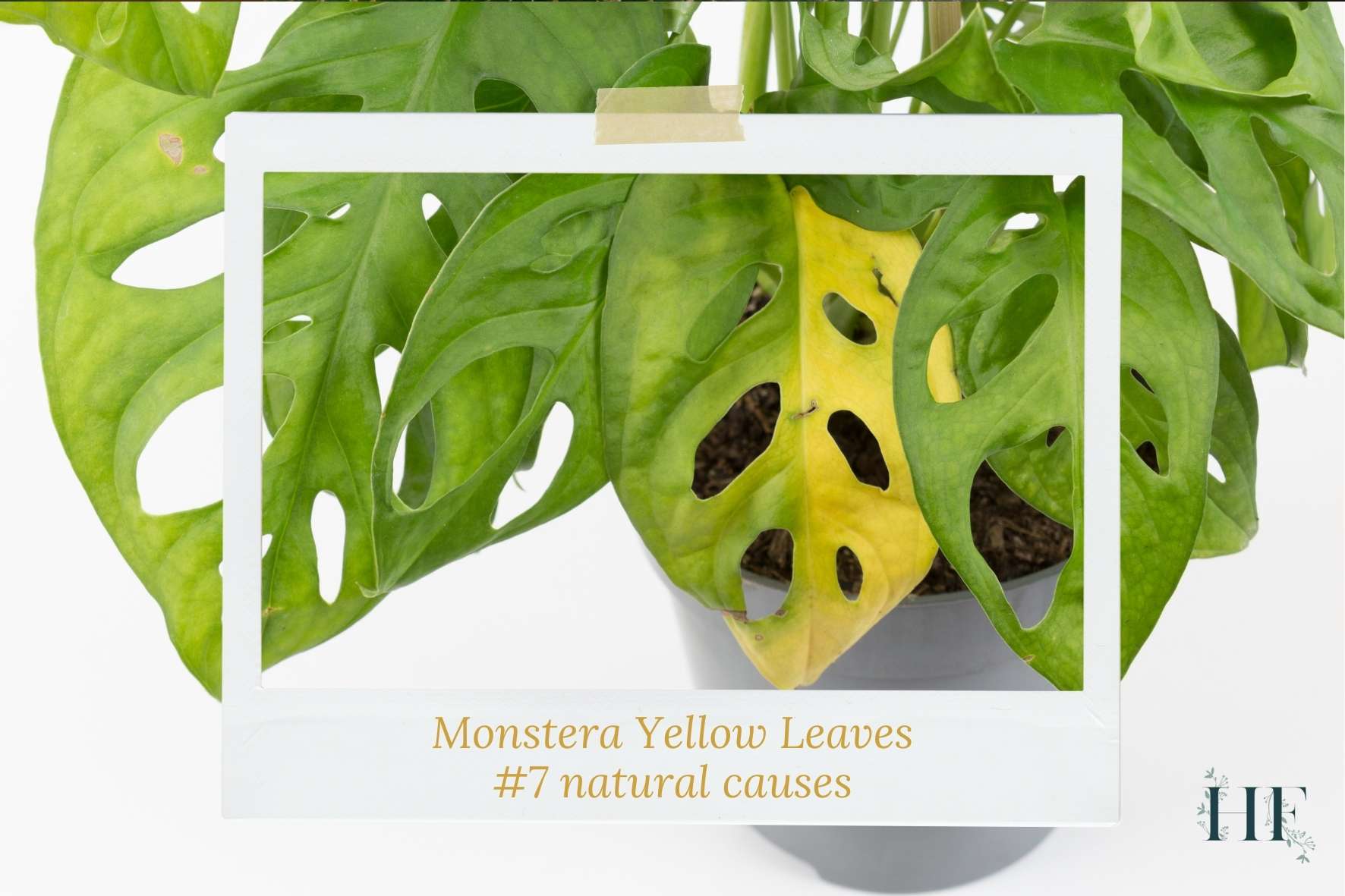 monstera-yellow-leaves-bottom