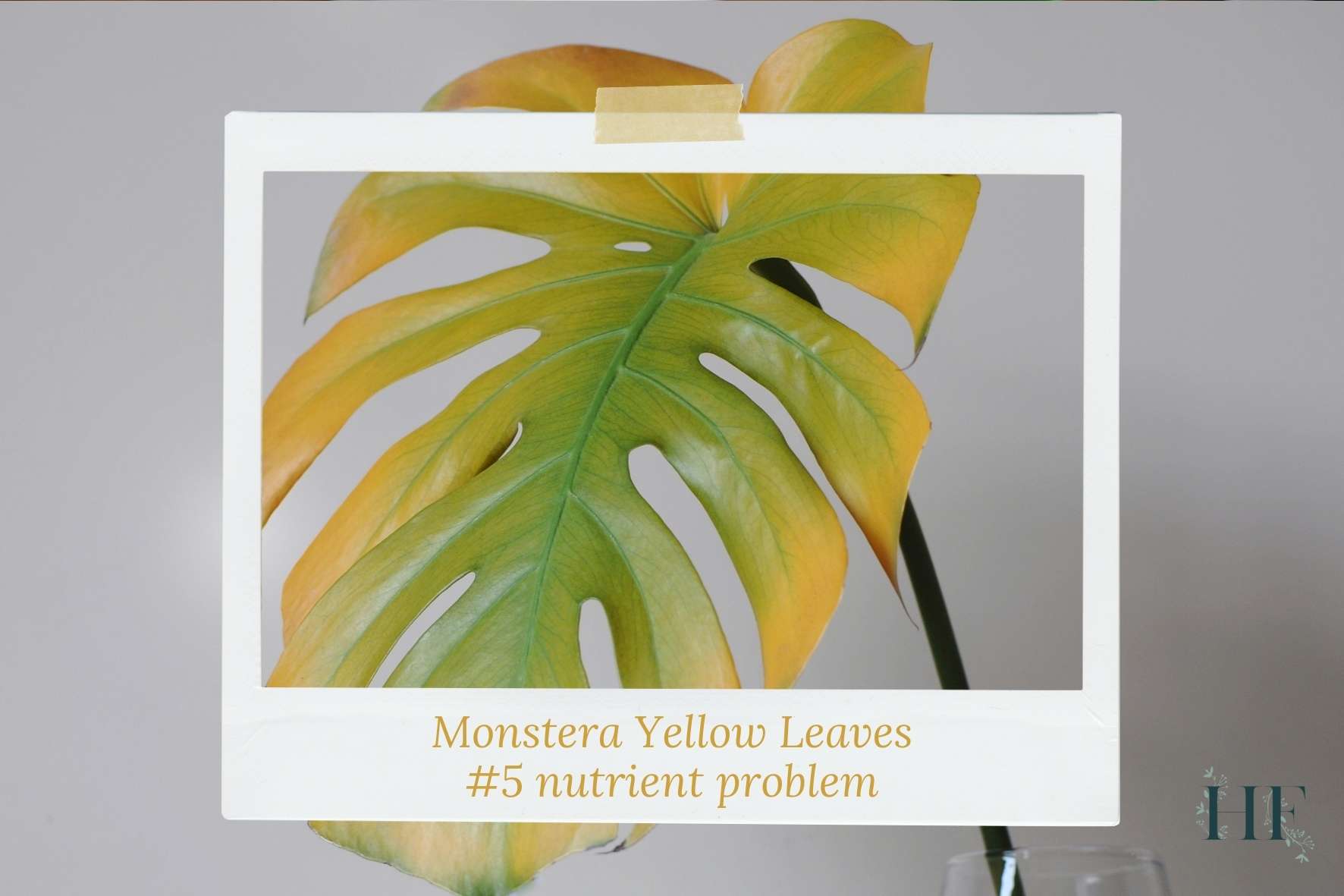 monstera-yellow-leaves-edges