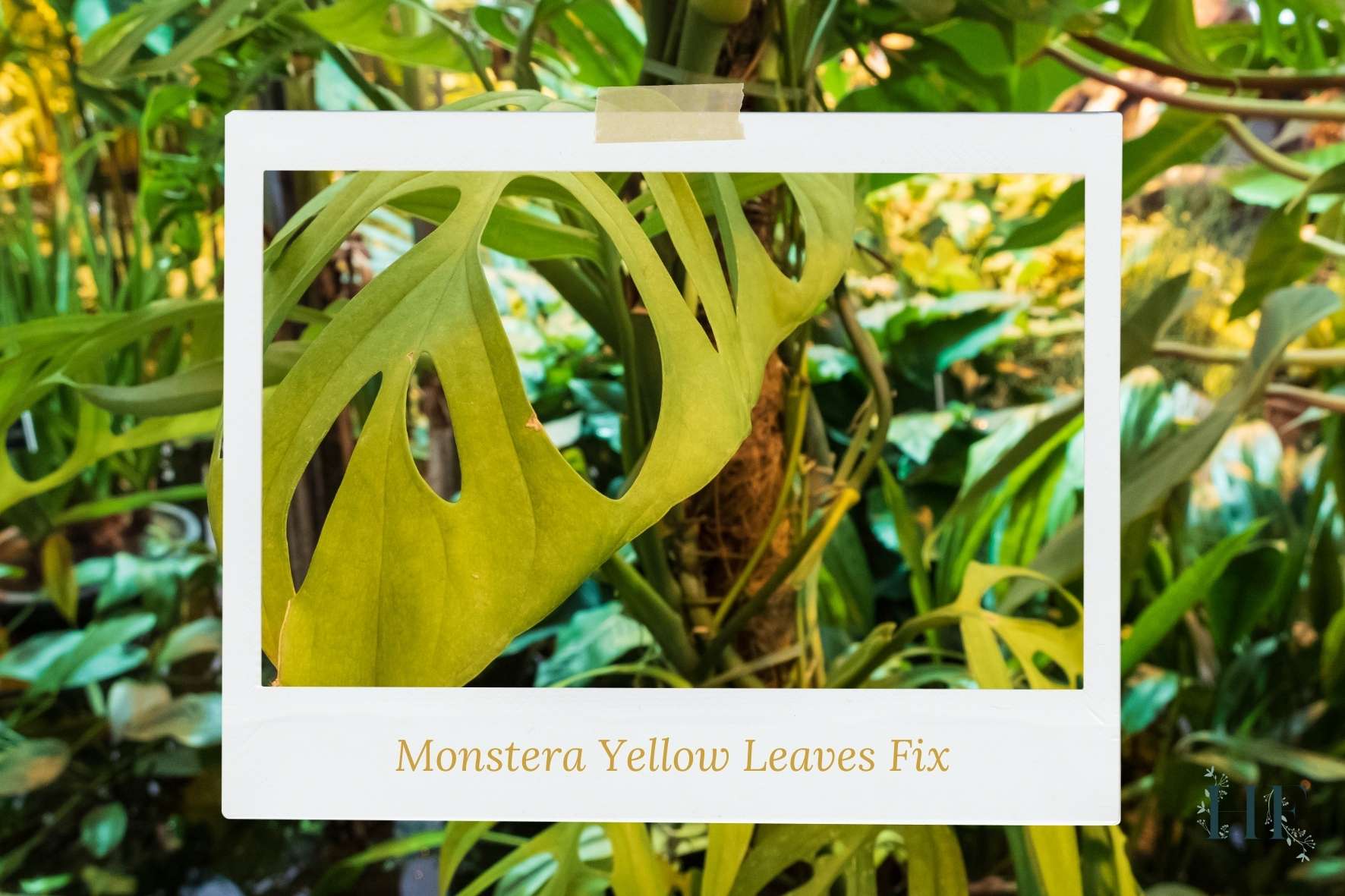 monstera-yellow-leaves-fix