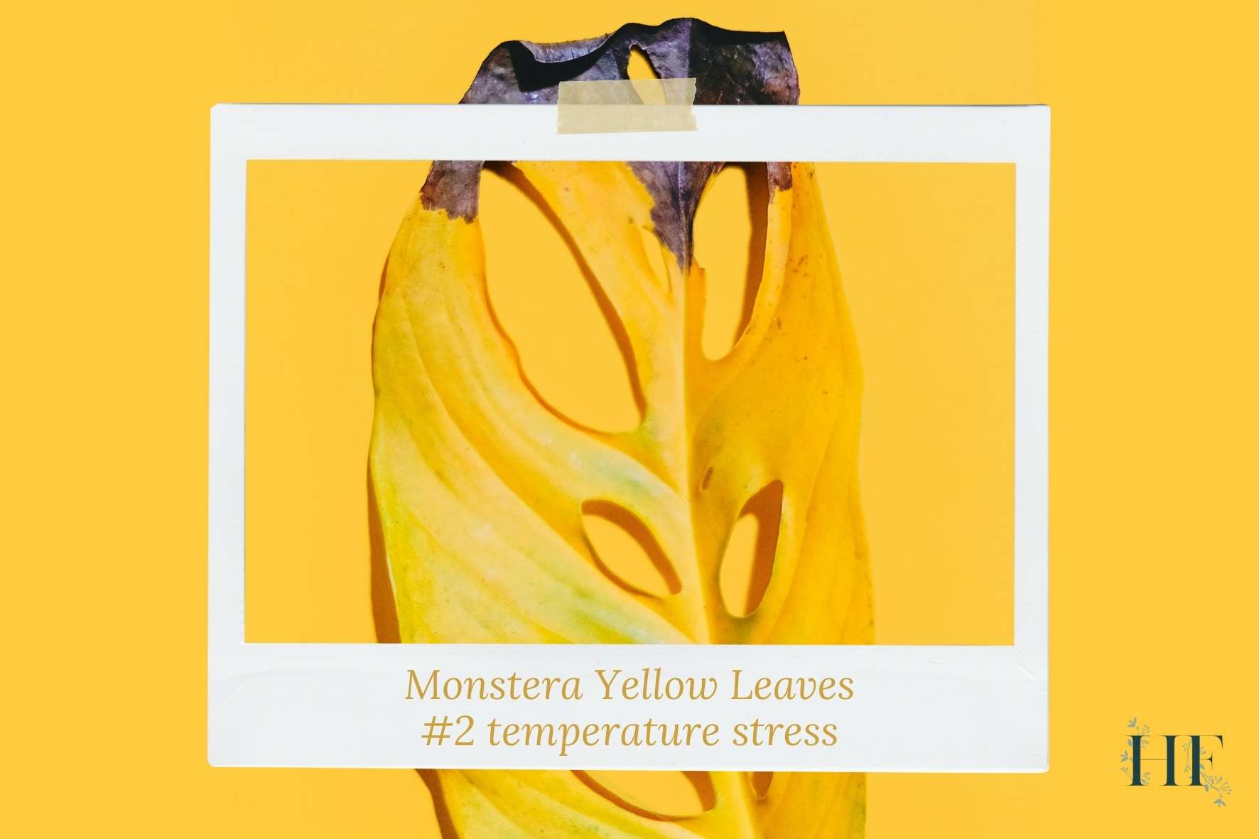 monstera-yellow-leaves-winter