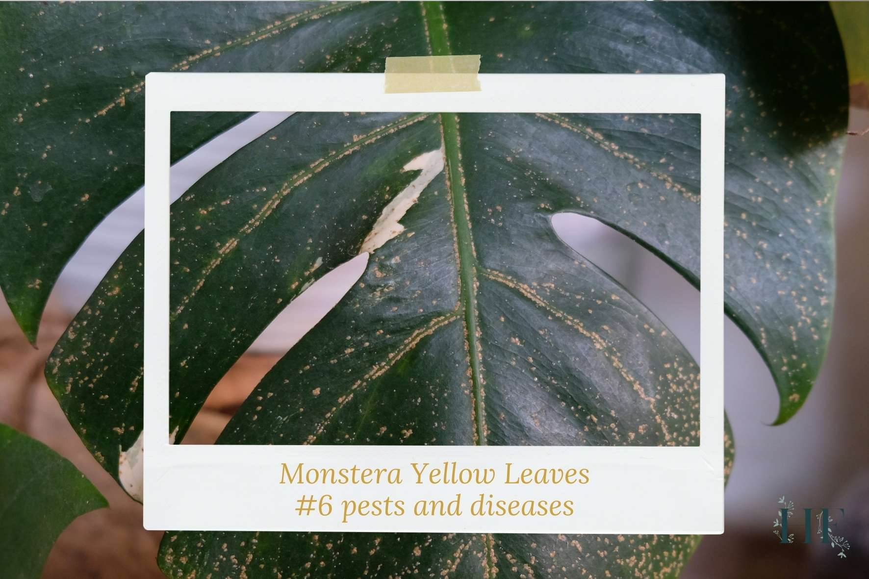 monstera-yellow-spots