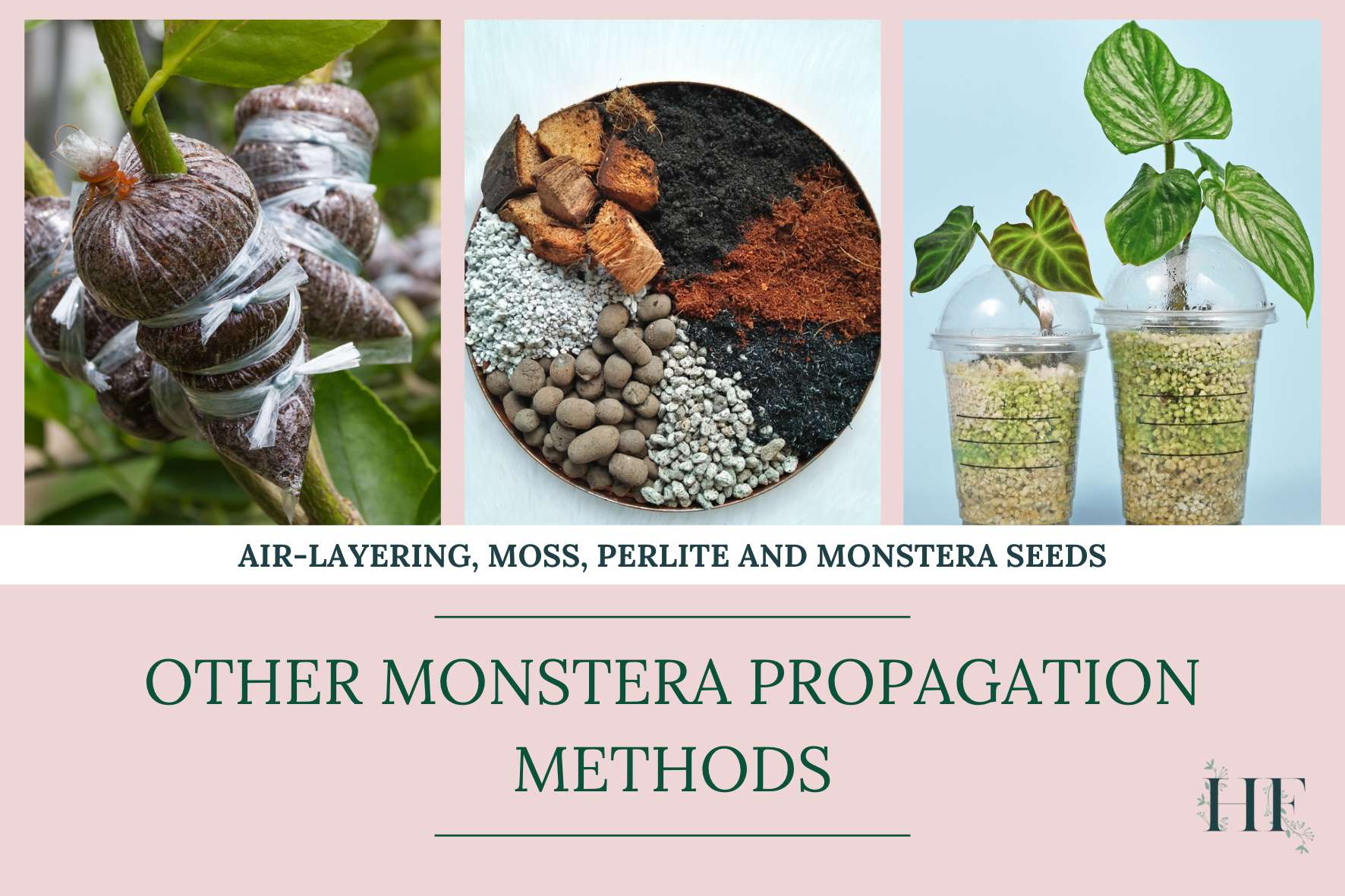 other-monstera-propagation-methods-air-layering-moss-perlite-seeds