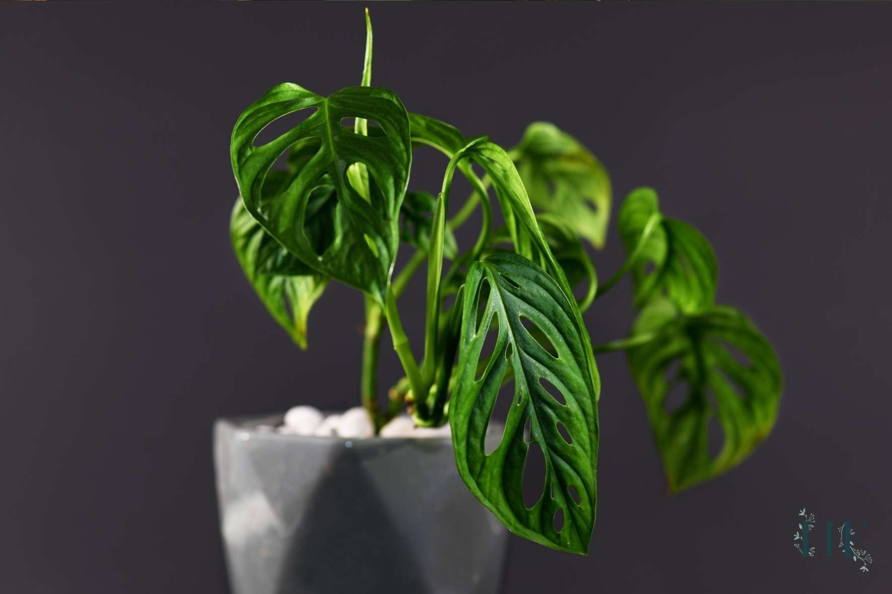 overwatering-and-underwatering-signs-in-monstera-plants