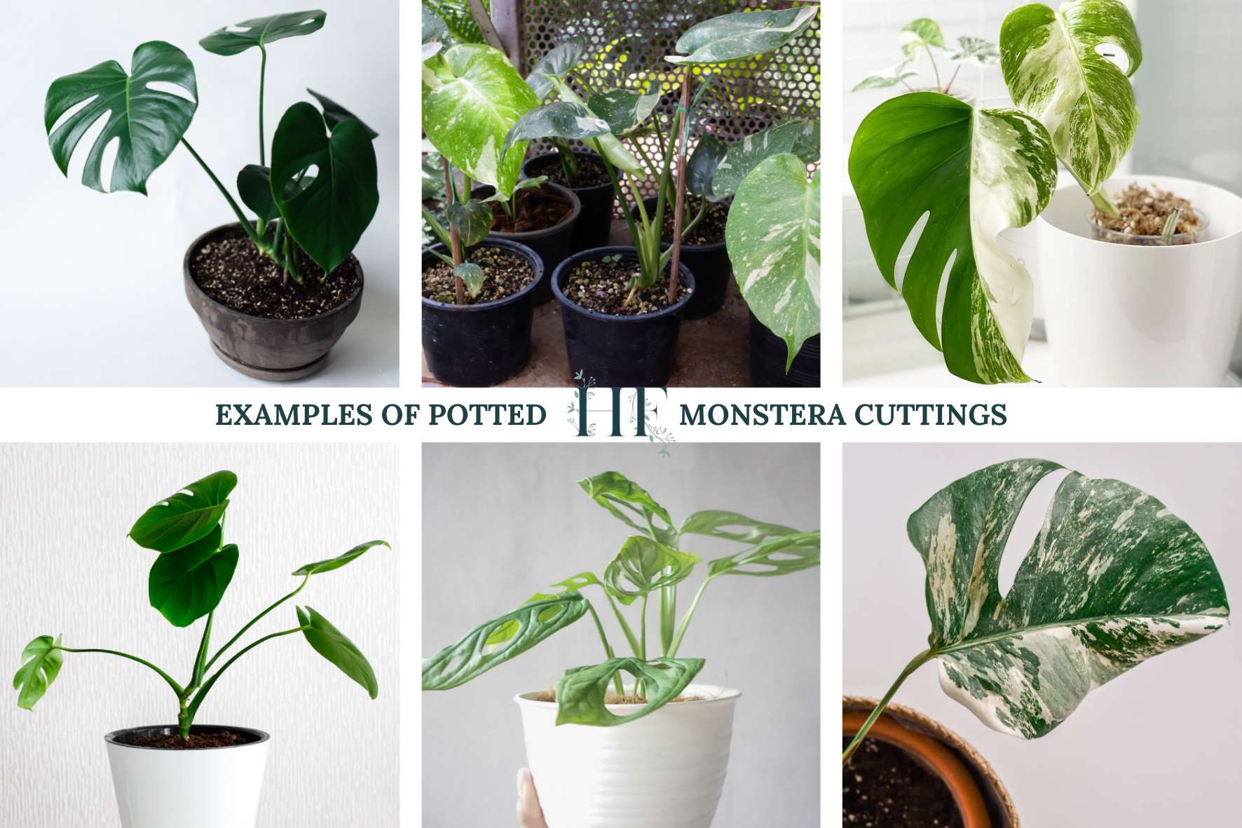 potted-monstera-cuttings